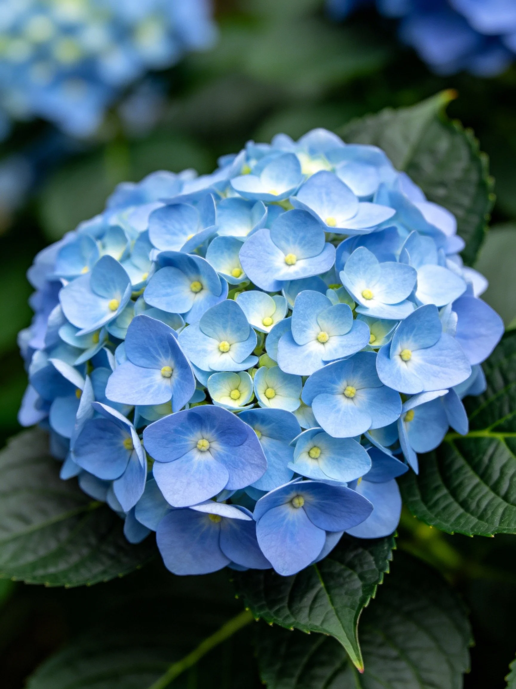 Vibrant blue hydrangea cluster with dark green foliage