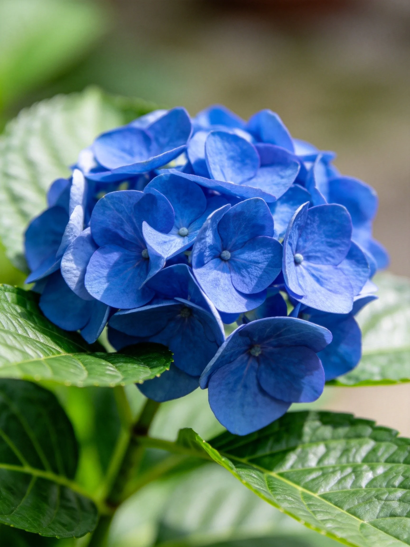 Vibrant blue hydrangea cluster with glossy green leaves