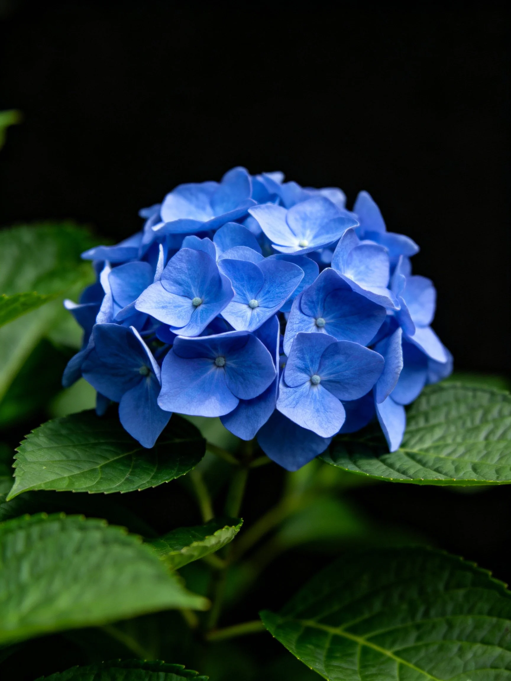 Vibrant blue hydrangea cluster with lush green foliage