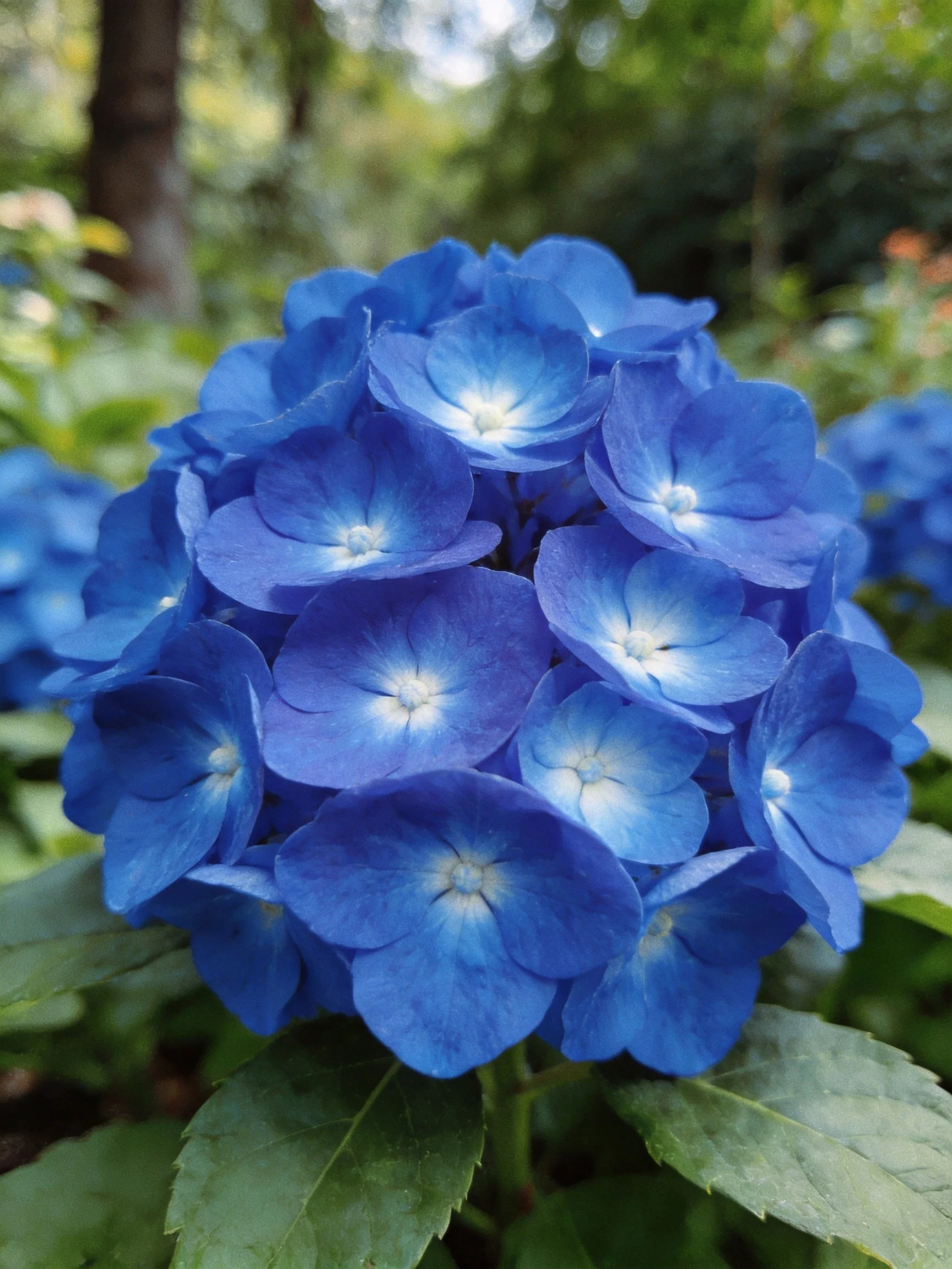 Vibrant blue hydrangea cluster with lush green foliage