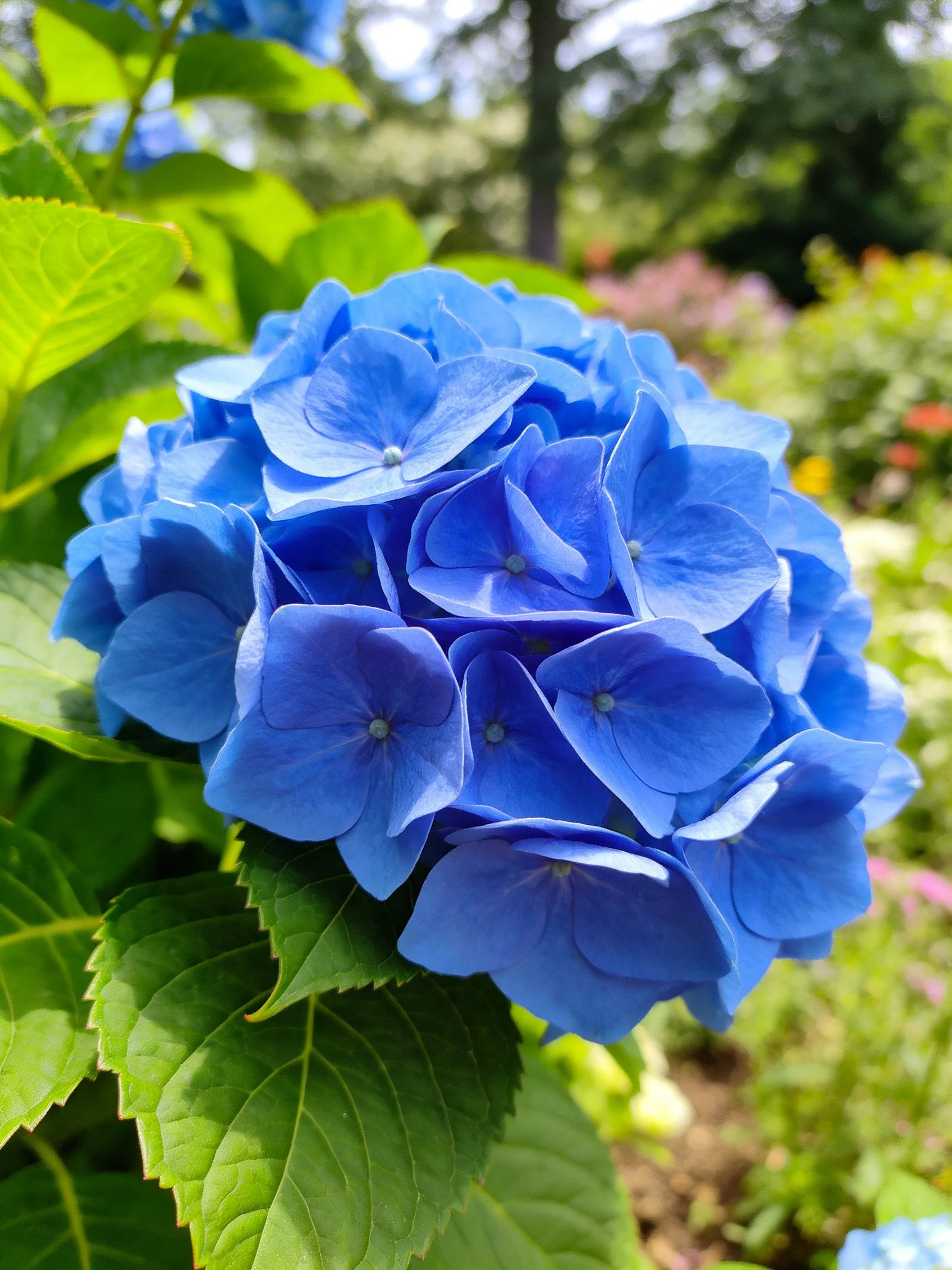 Vibrant blue hydrangea cluster with lush green leaves