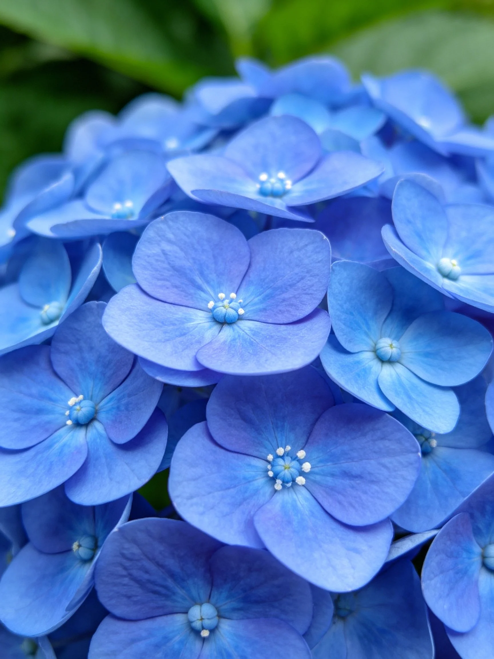 Vibrant blue hydrangeas clustered densely together