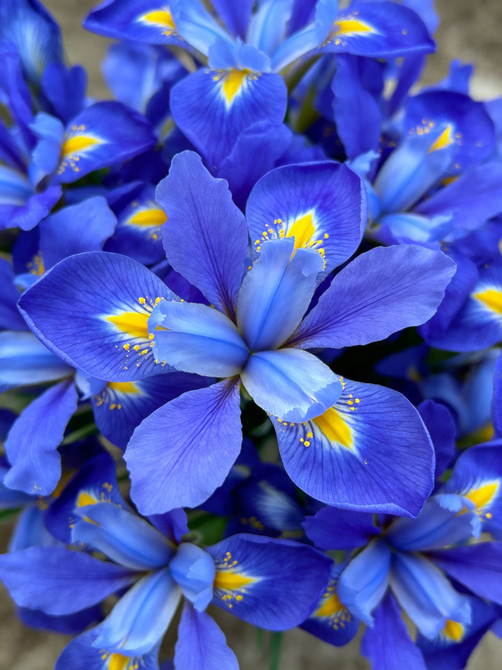 Vibrant blue iris blooms with bright yellow accents clustered densely