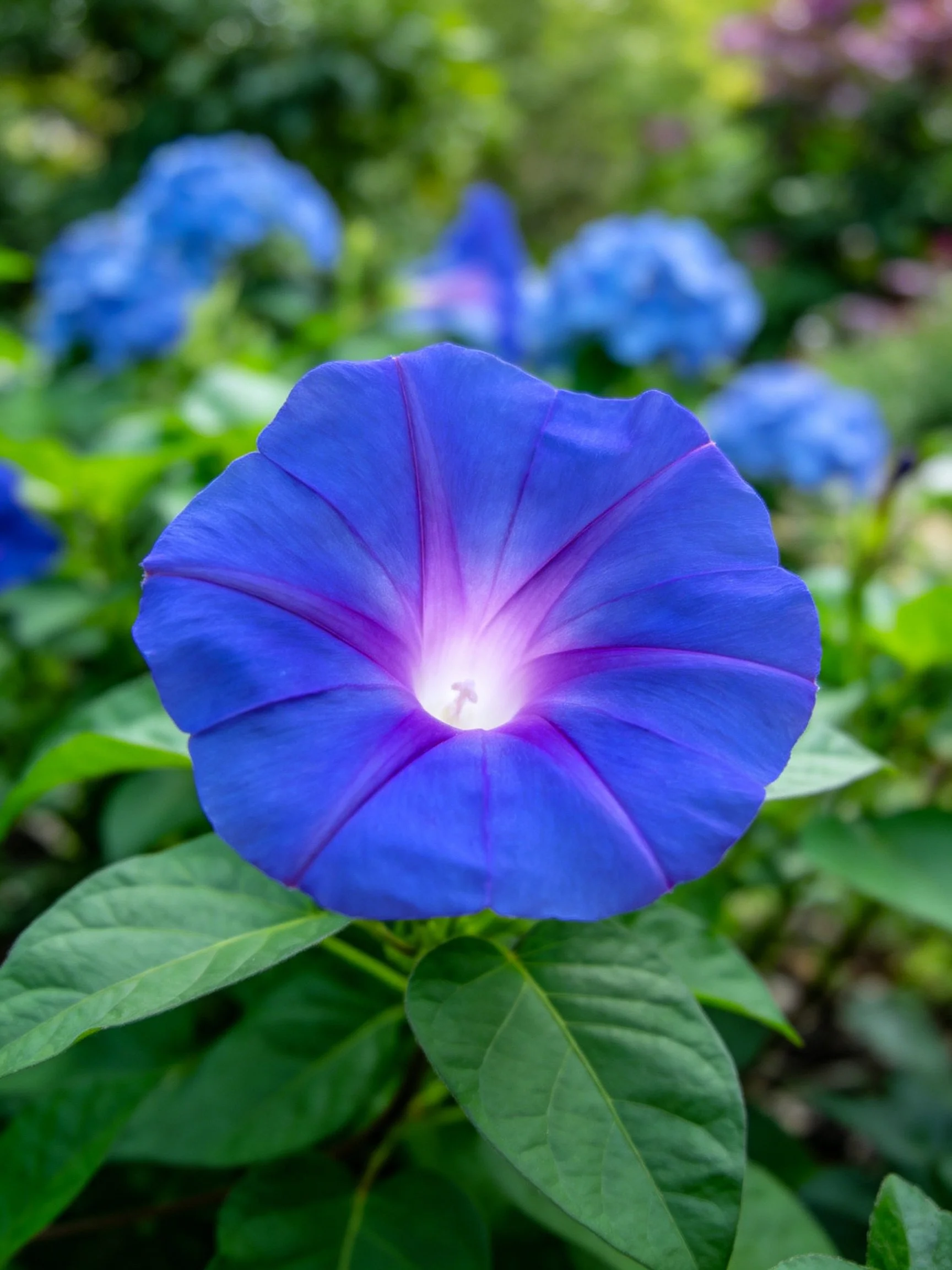 Vibrant blue morning glory flower with purple center