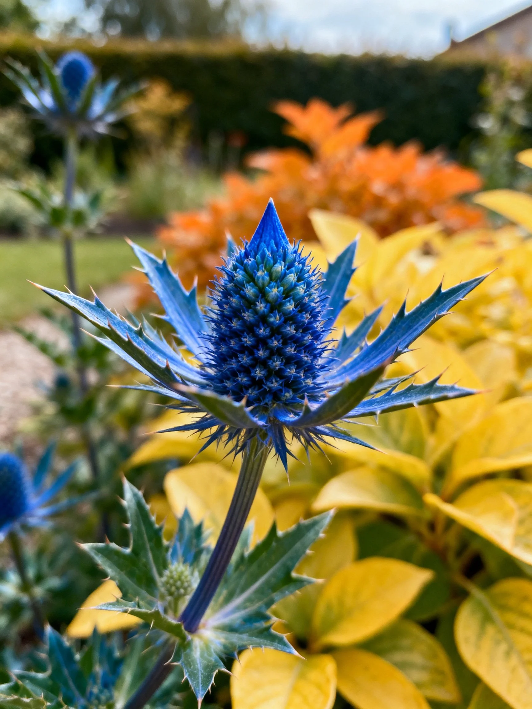Vibrant blue thistle among colorful garden plants