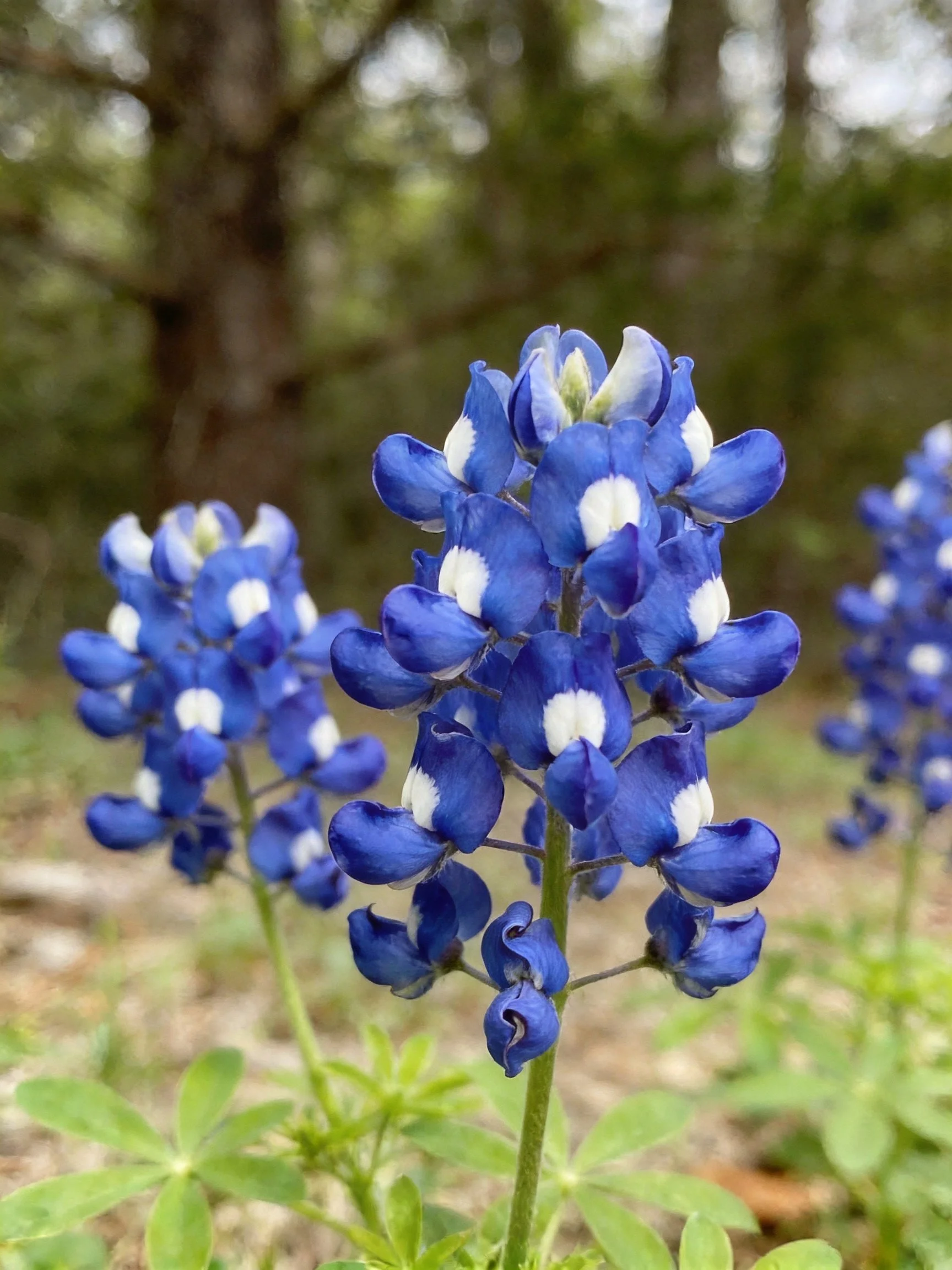 Vibrant bluebonnet blooms with white centers near wooded area