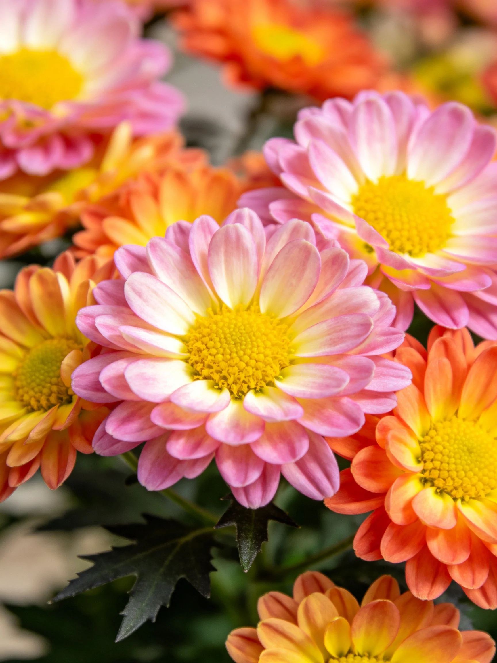 Vibrant chrysanthemums in pink, orange, and yellow with bright centers