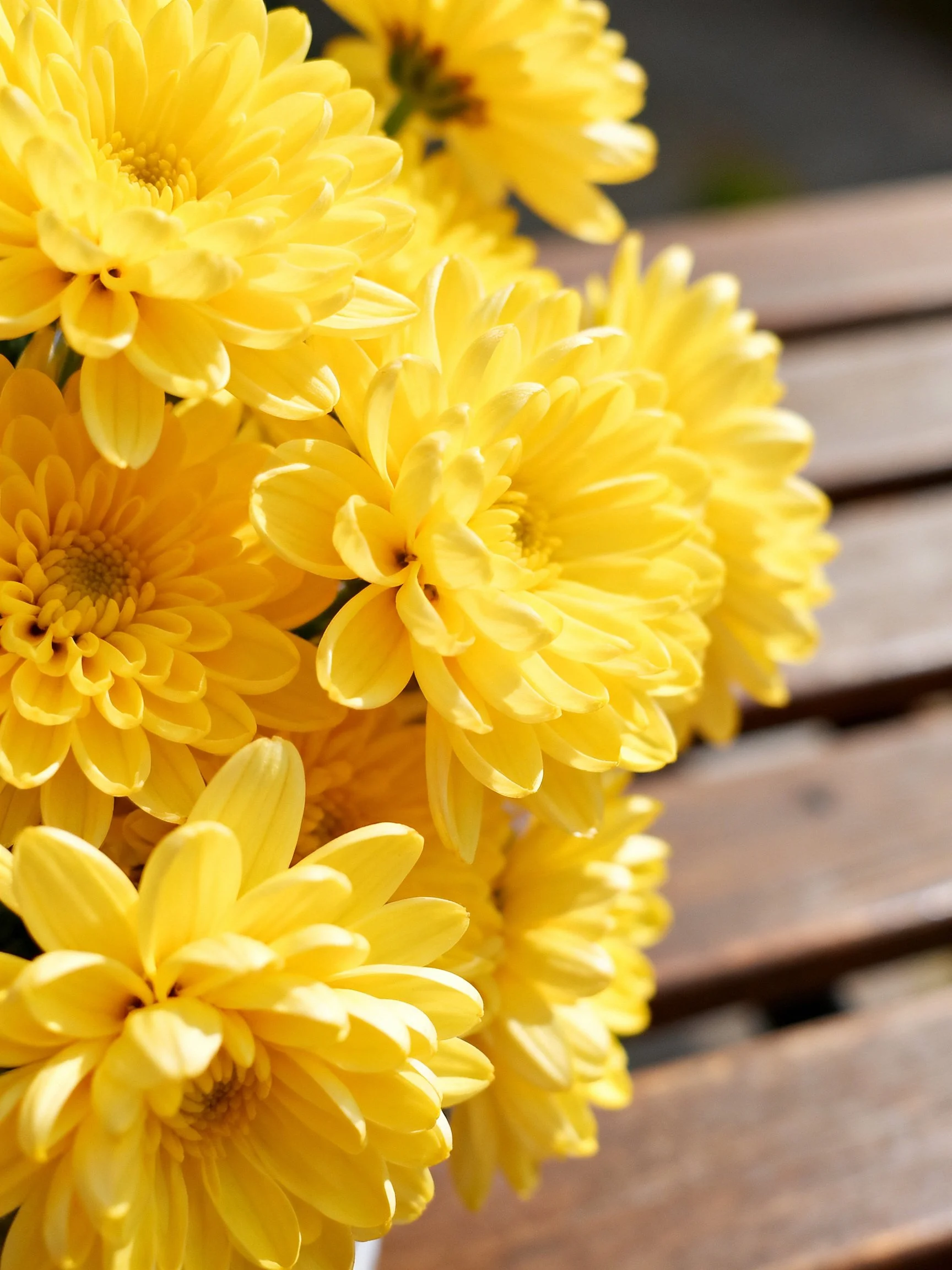 Vibrant cluster of bright yellow chrysanthemums near wooden planks