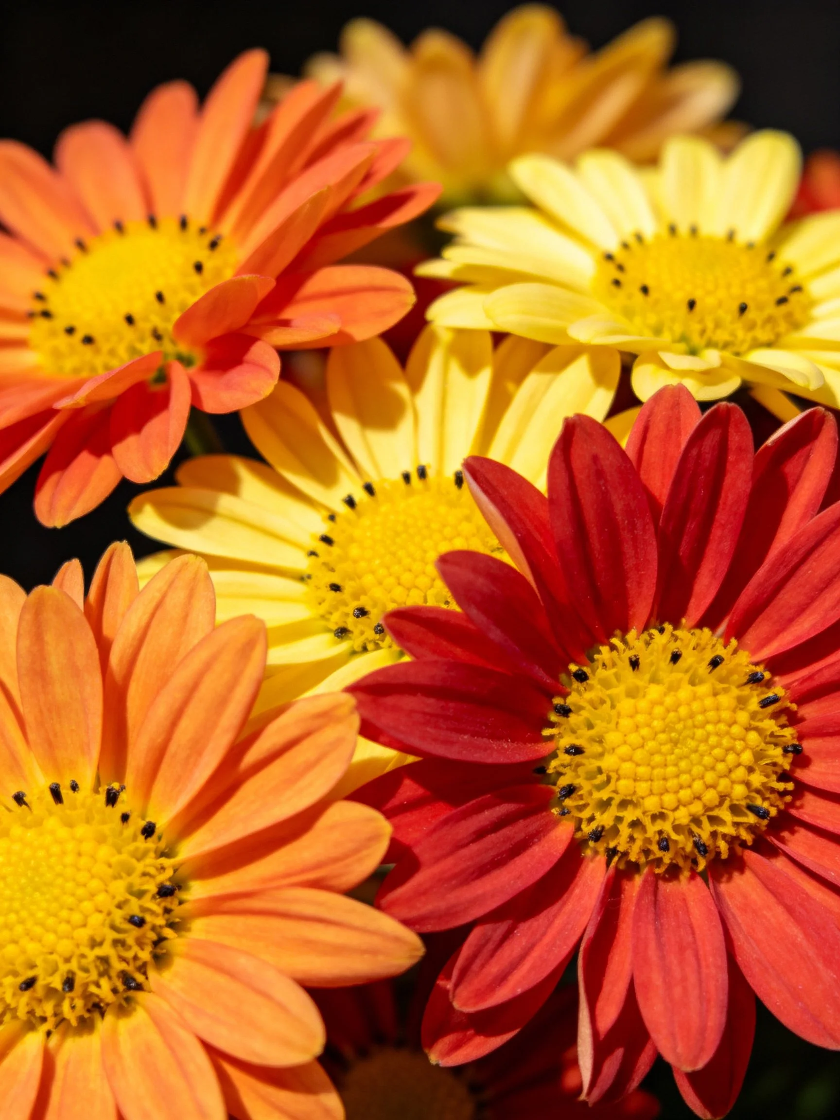 Vibrant cluster of orange, yellow, and red daisy - like flowers