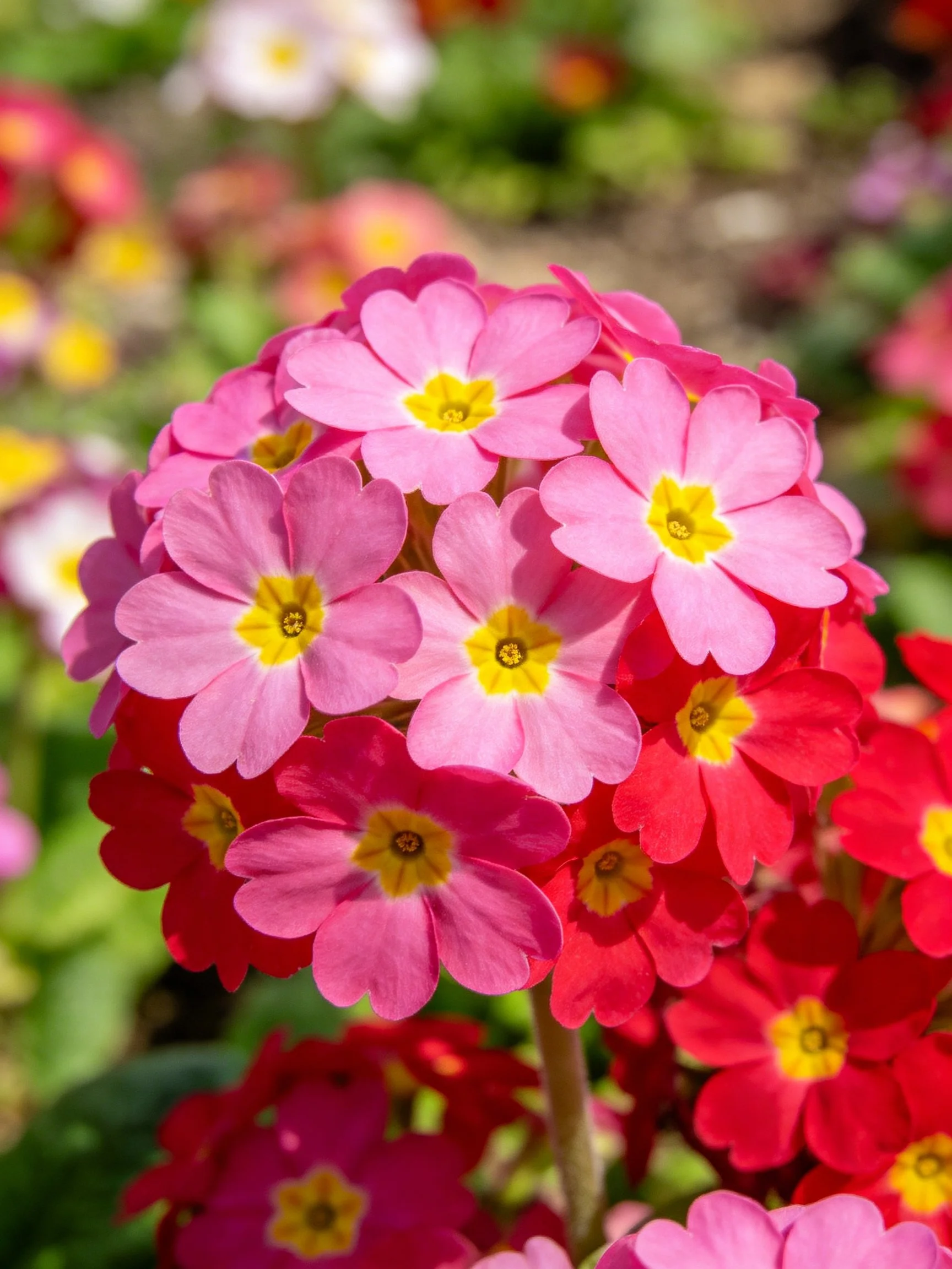 Vibrant cluster of pink and red primroses with yellow centers