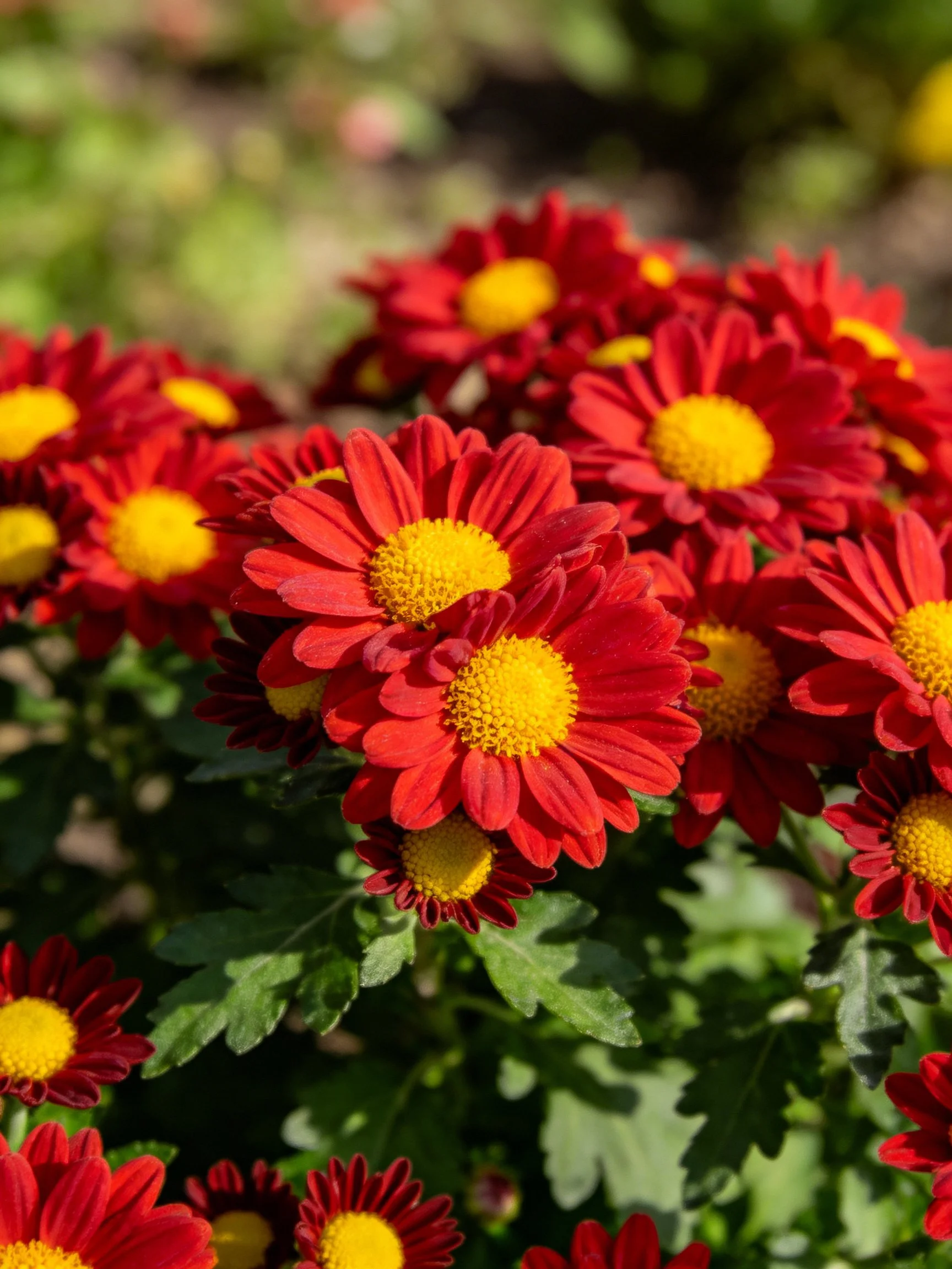 Vibrant cluster of red chrysanthemums with bright yellow centers