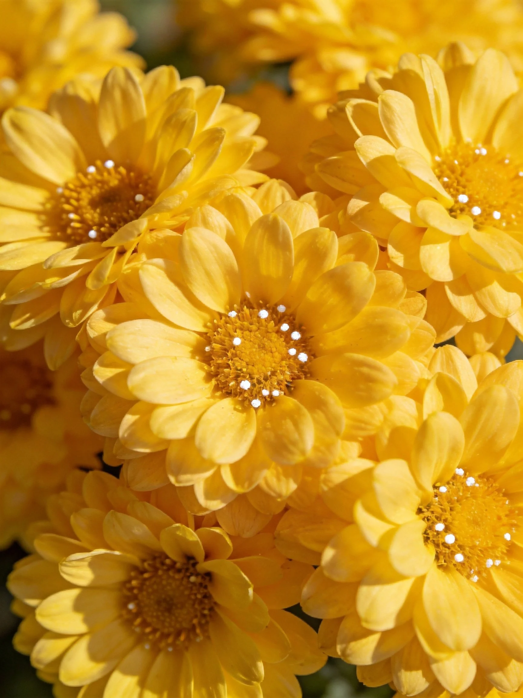 Vibrant cluster of yellow chrysanthemums with golden centers