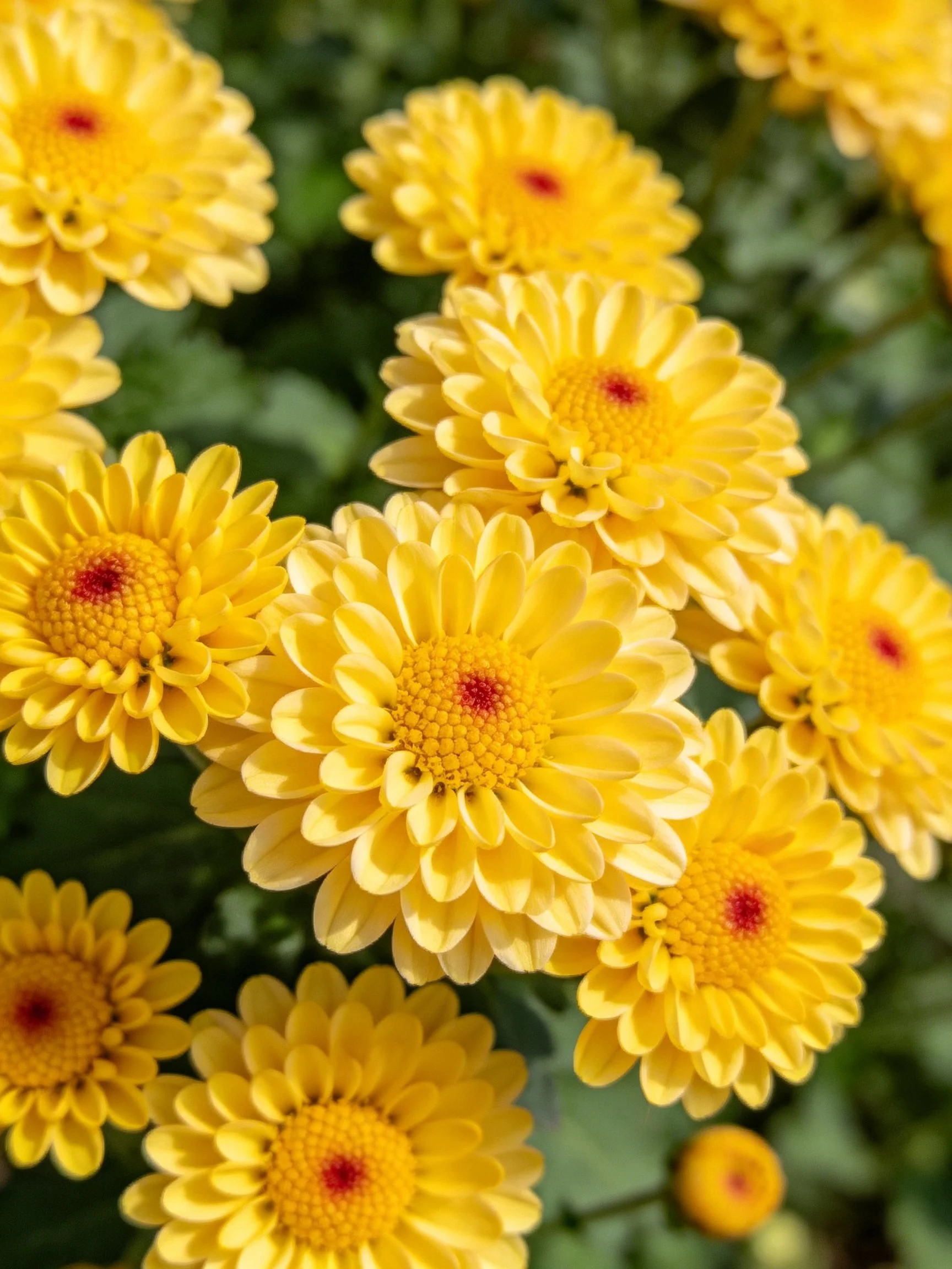 Vibrant cluster of yellow chrysanthemums with red centers