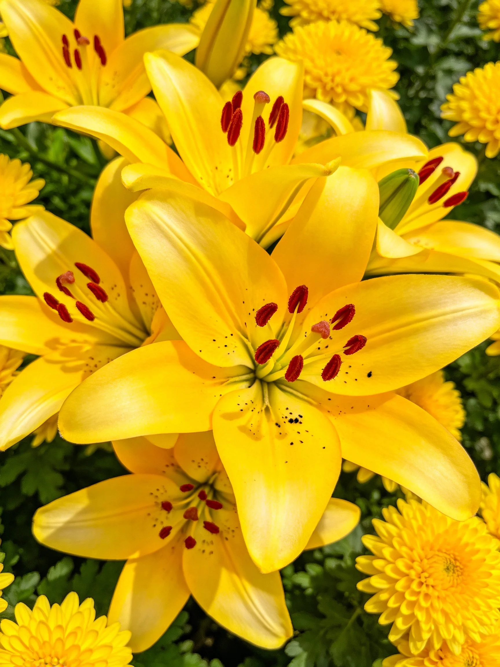 Vibrant cluster of yellow lilies and chrysanthemums with red stamens