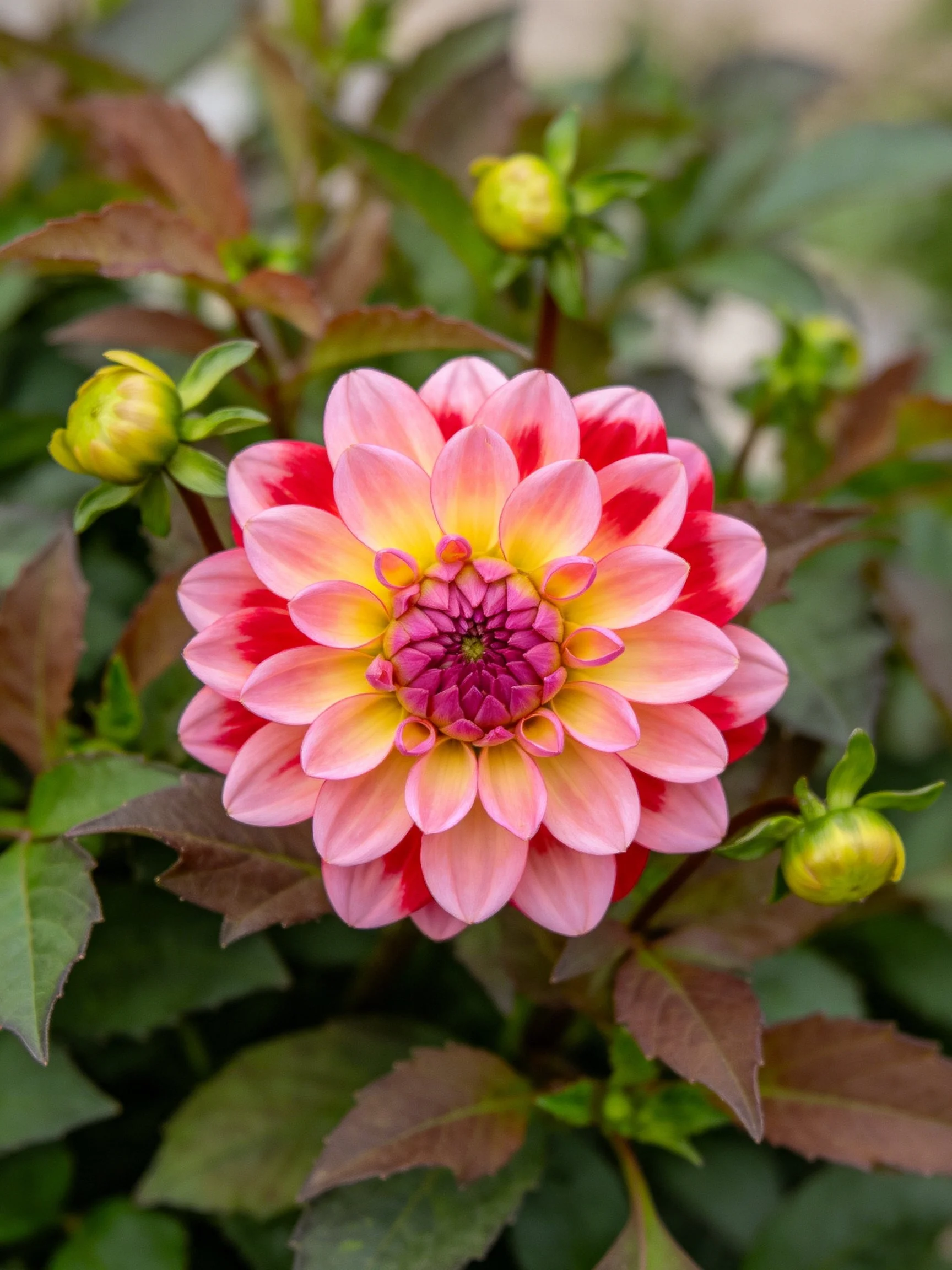 Vibrant dahlia with pink, red, and yellow petals