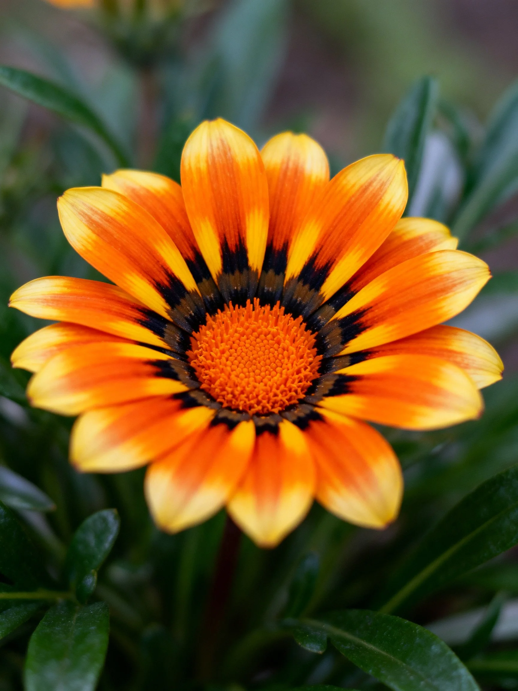 Vibrant gazania flower with orange-yellow petals and black accents