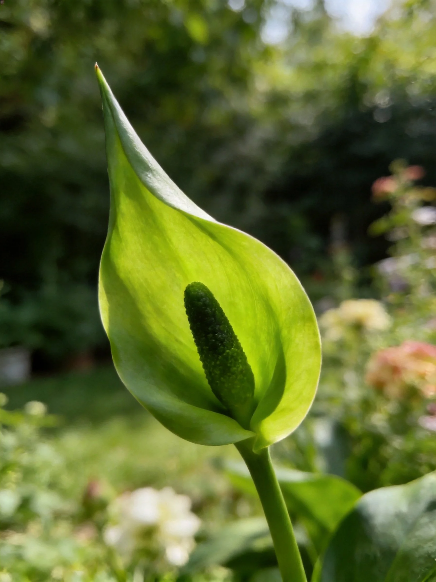Vibrant green Anthurium spathe with dark spadix in garden