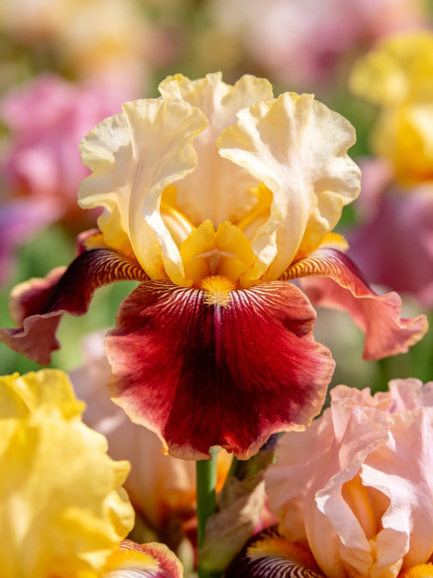 Vibrant iris flower with cream, maroon, and yellow petals among blooms