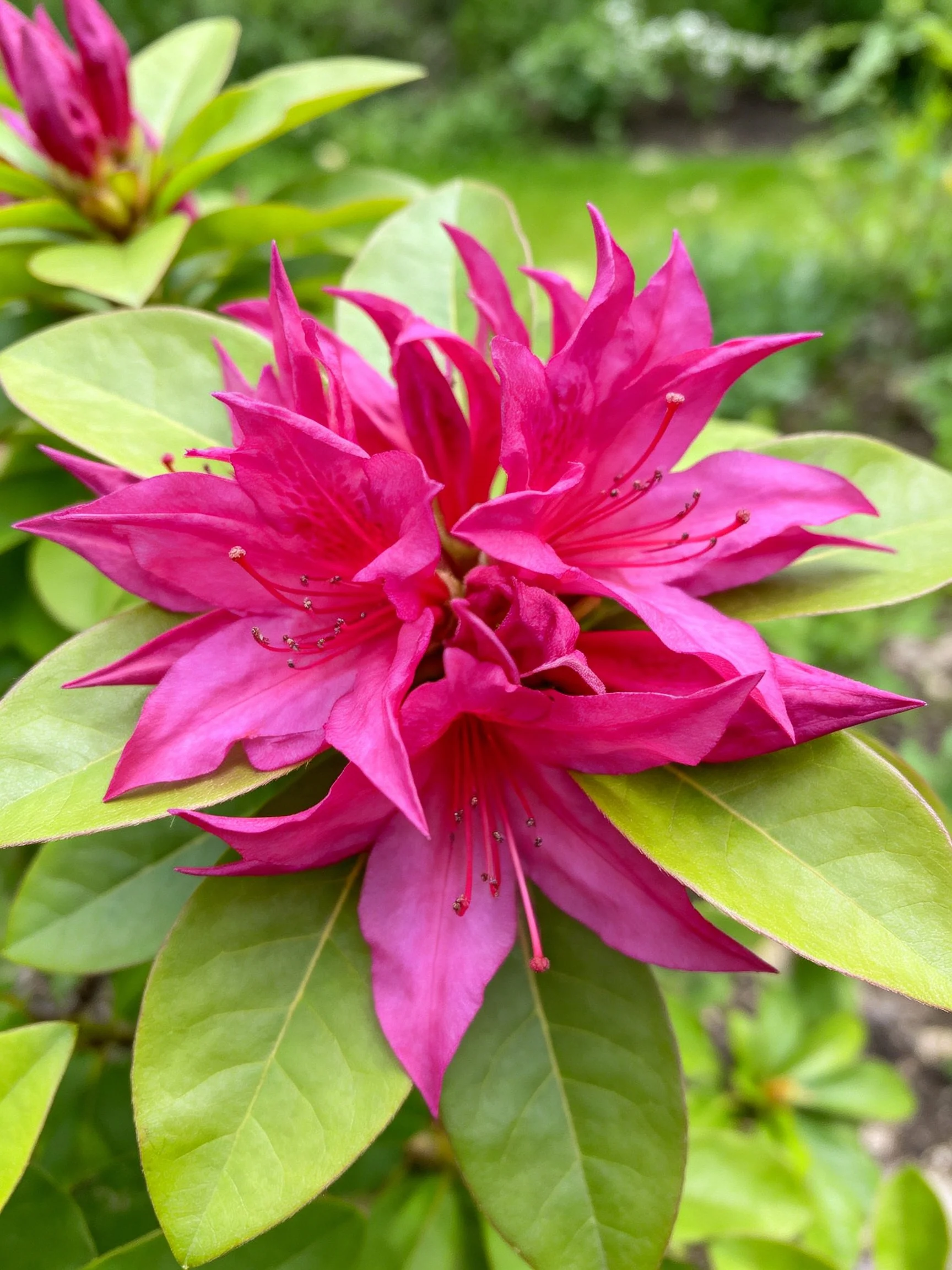 Vibrant magenta rhododendron blooms among glossy green leaves
