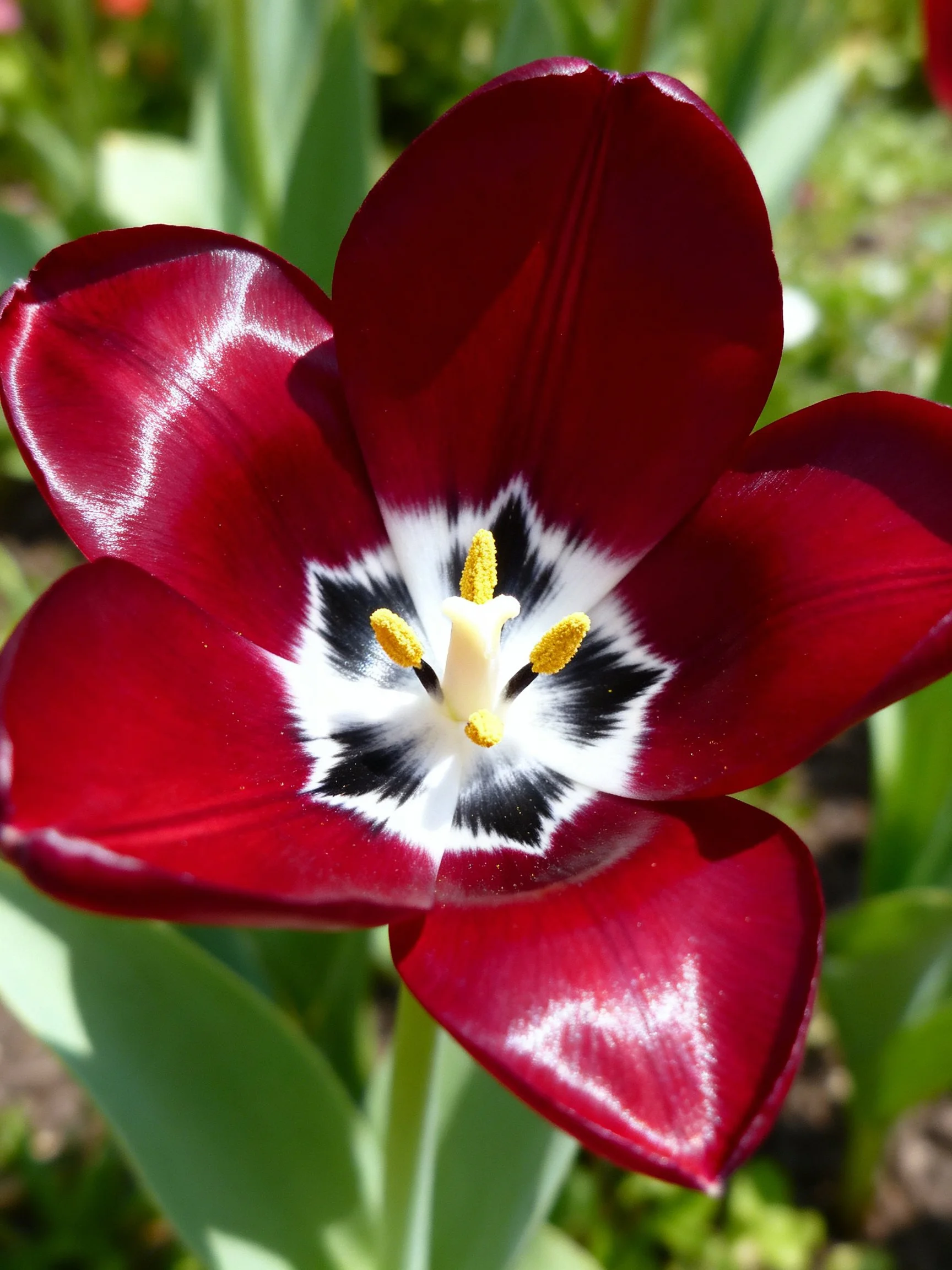 Vibrant maroon tulip with striking white and black center patterns