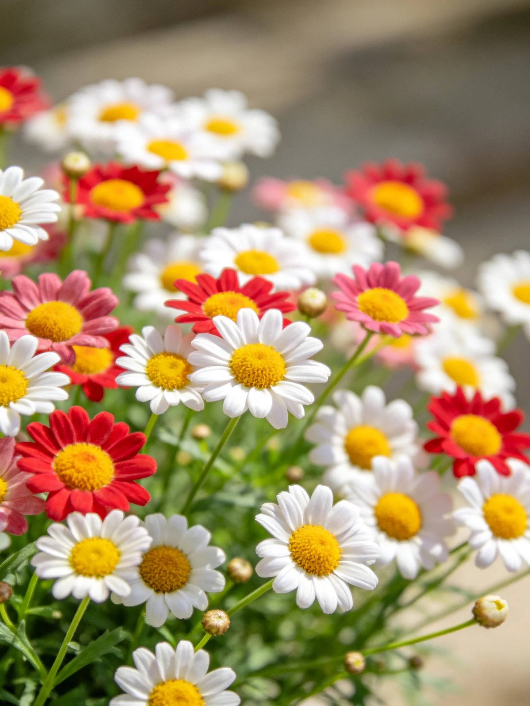 Vibrant mix of daisies showing white, pink, and red blooms densely clustered