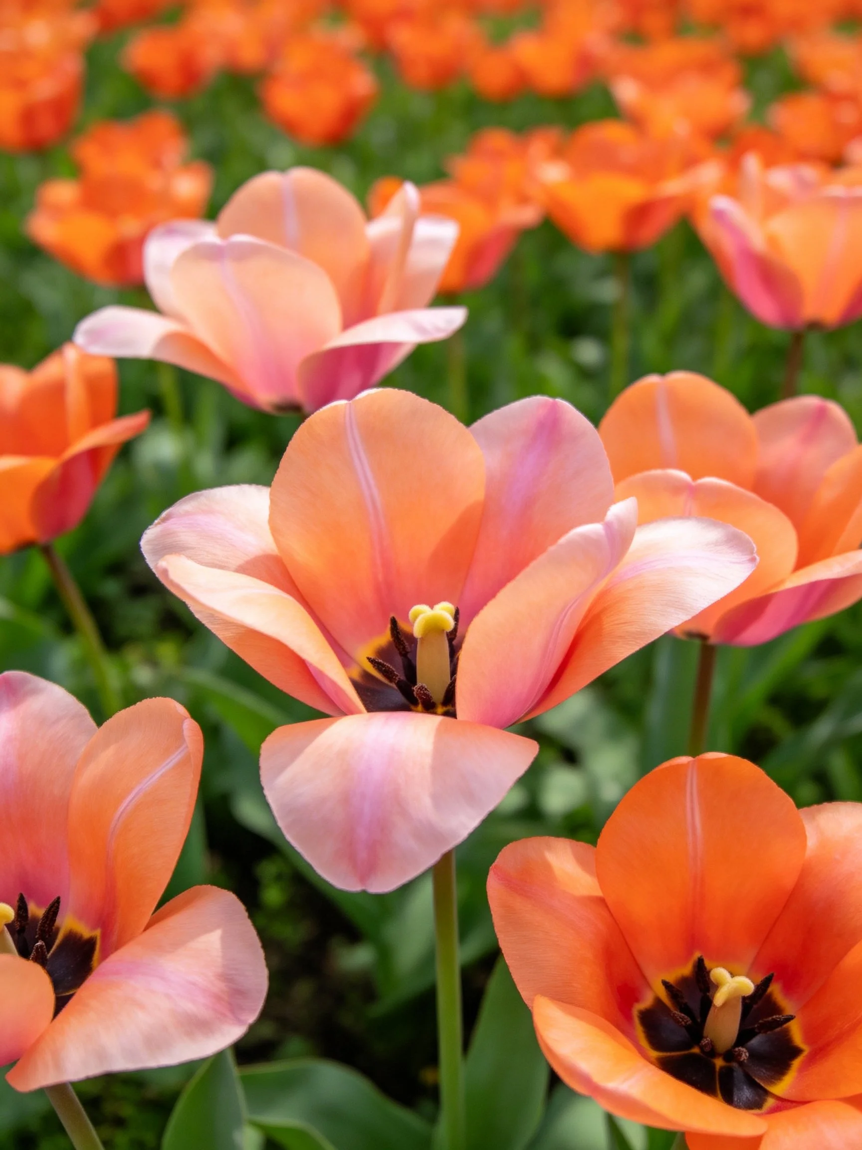 Vibrant orange and pink tulips amidst lush green foliage