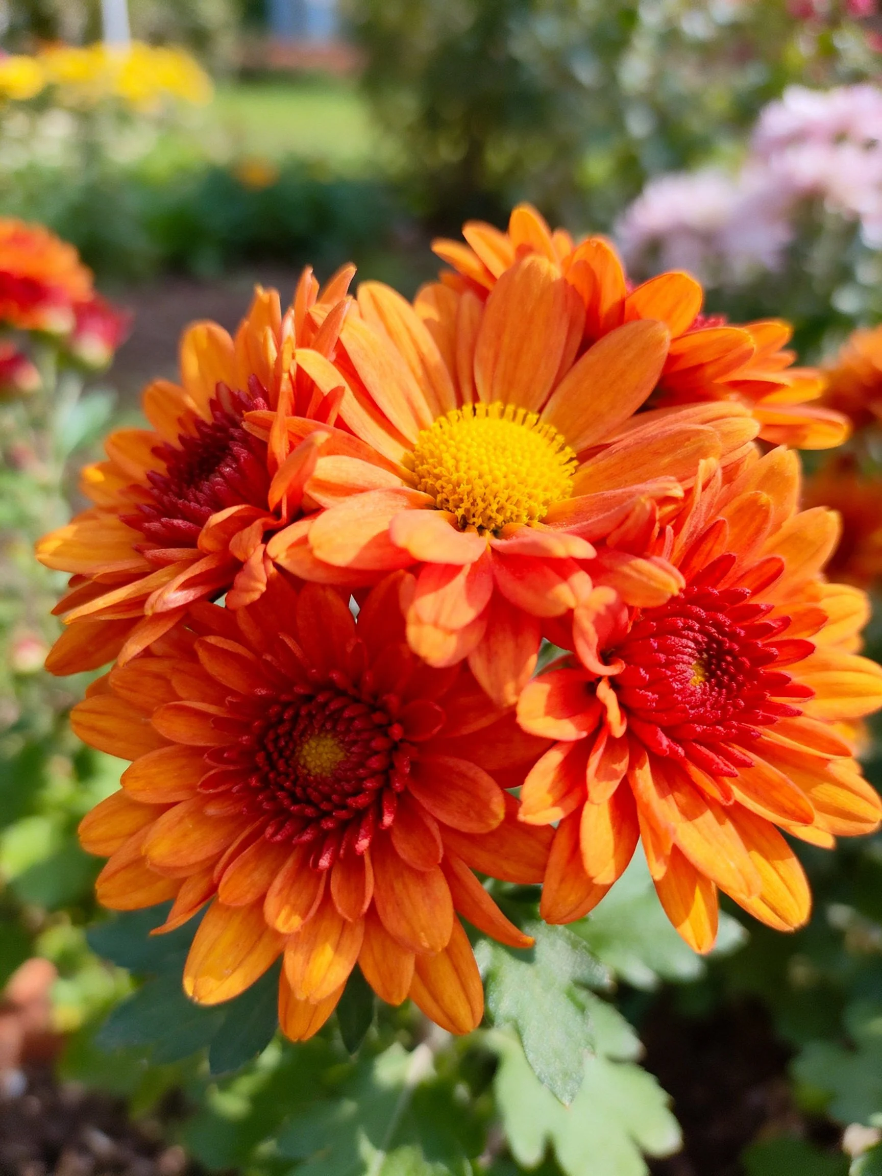 Vibrant orange and red chrysanthemums clustered in a sunlit garden