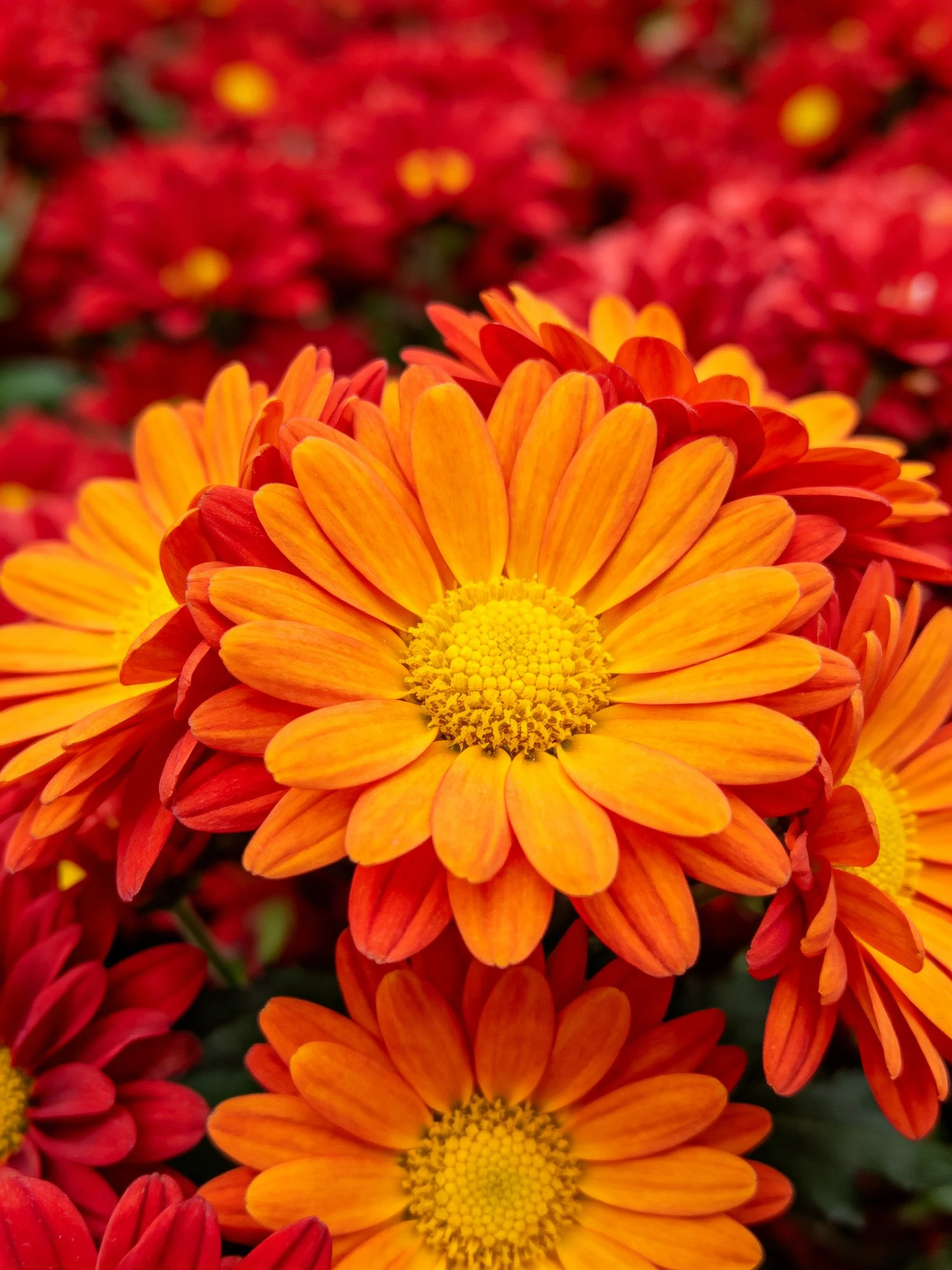 Vibrant orange and red chrysanthemums with yellow centers