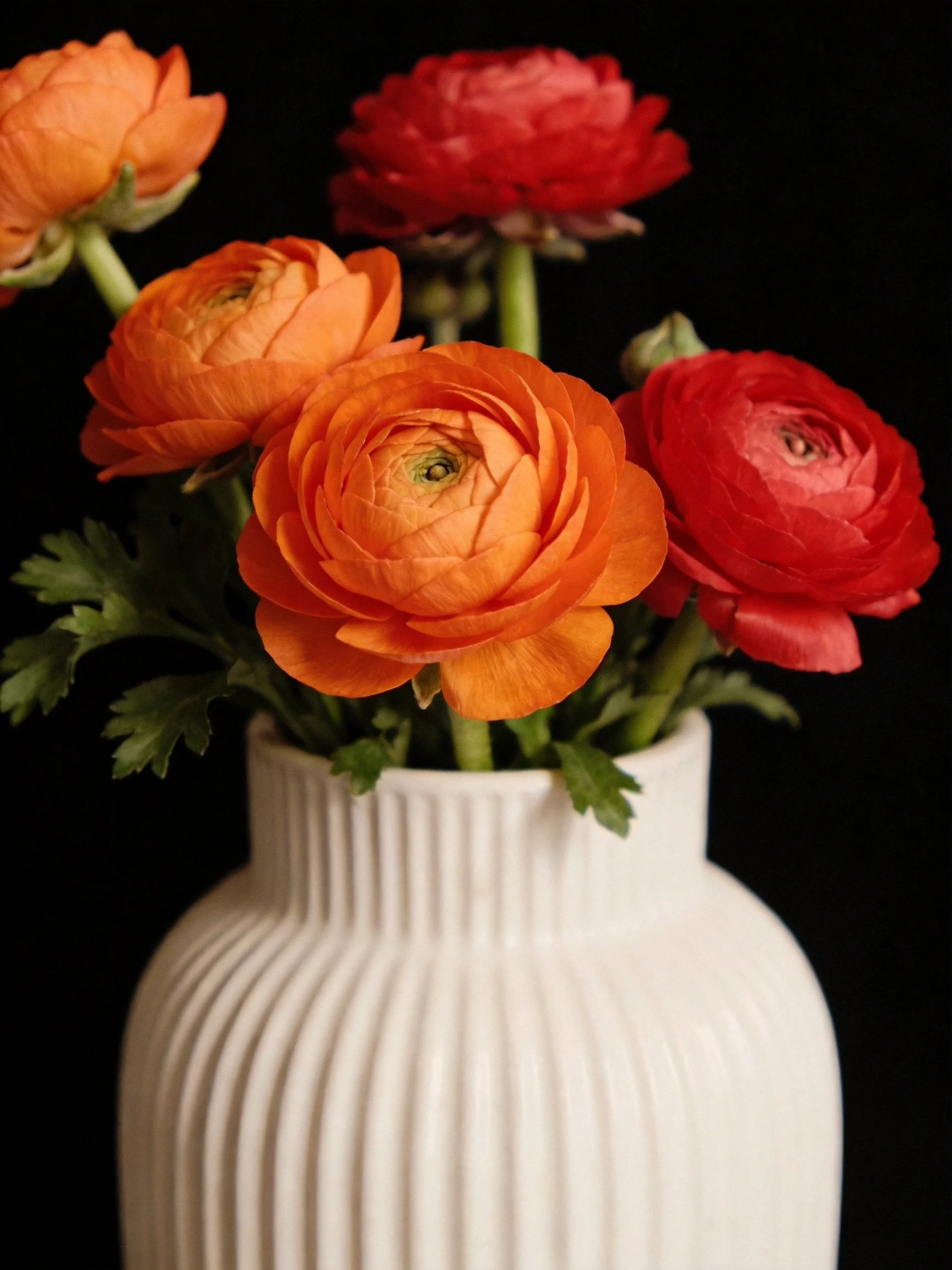 Vibrant orange and red ranunculus in a ribbed white vase