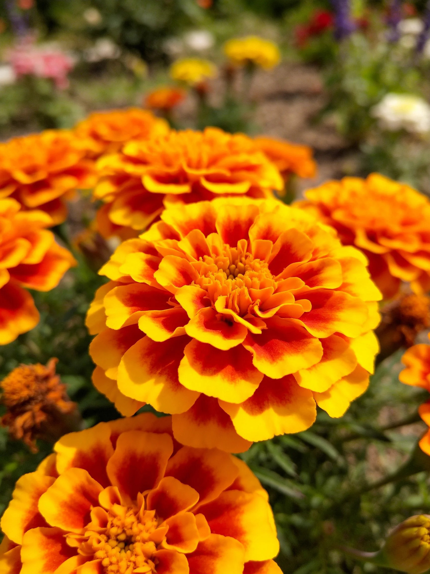 Vibrant orange and yellow marigolds clustered in a sunlit garden