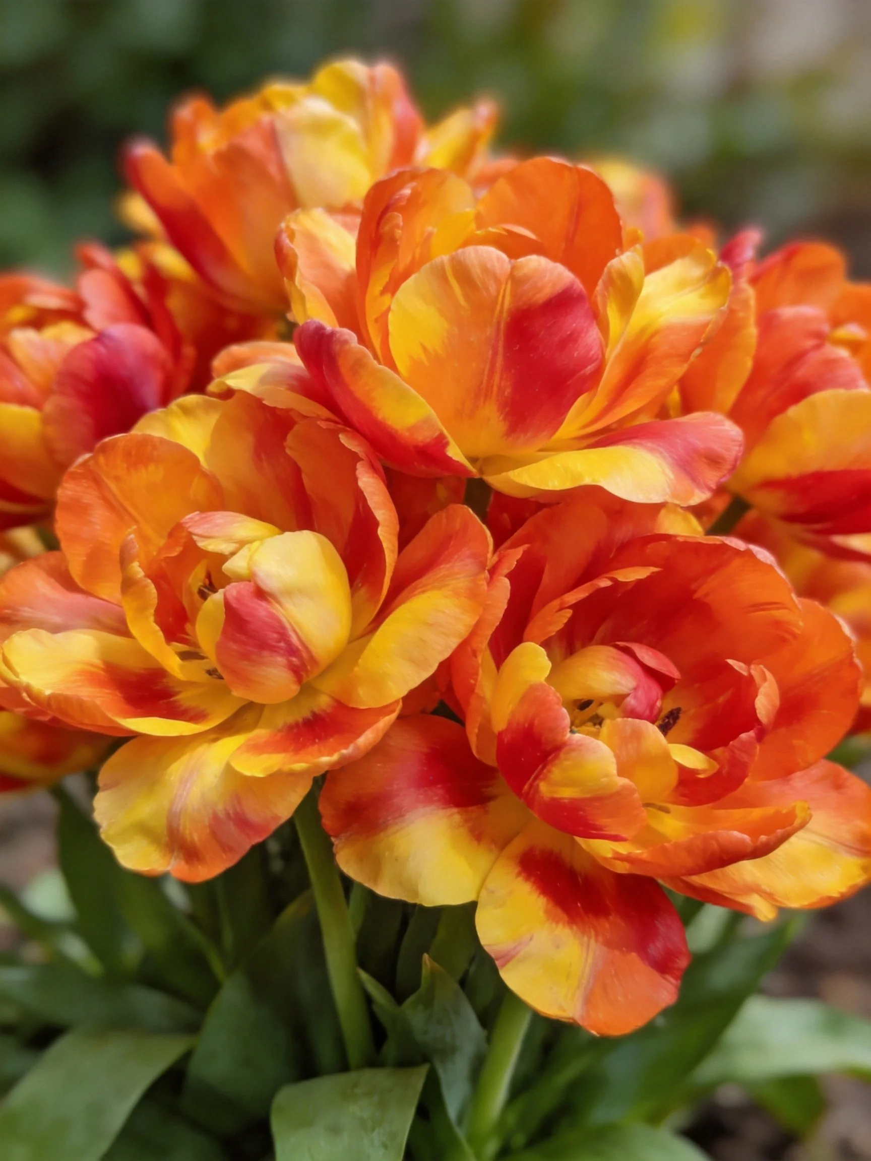 Vibrant orange and yellow tulip cluster with lush green stems