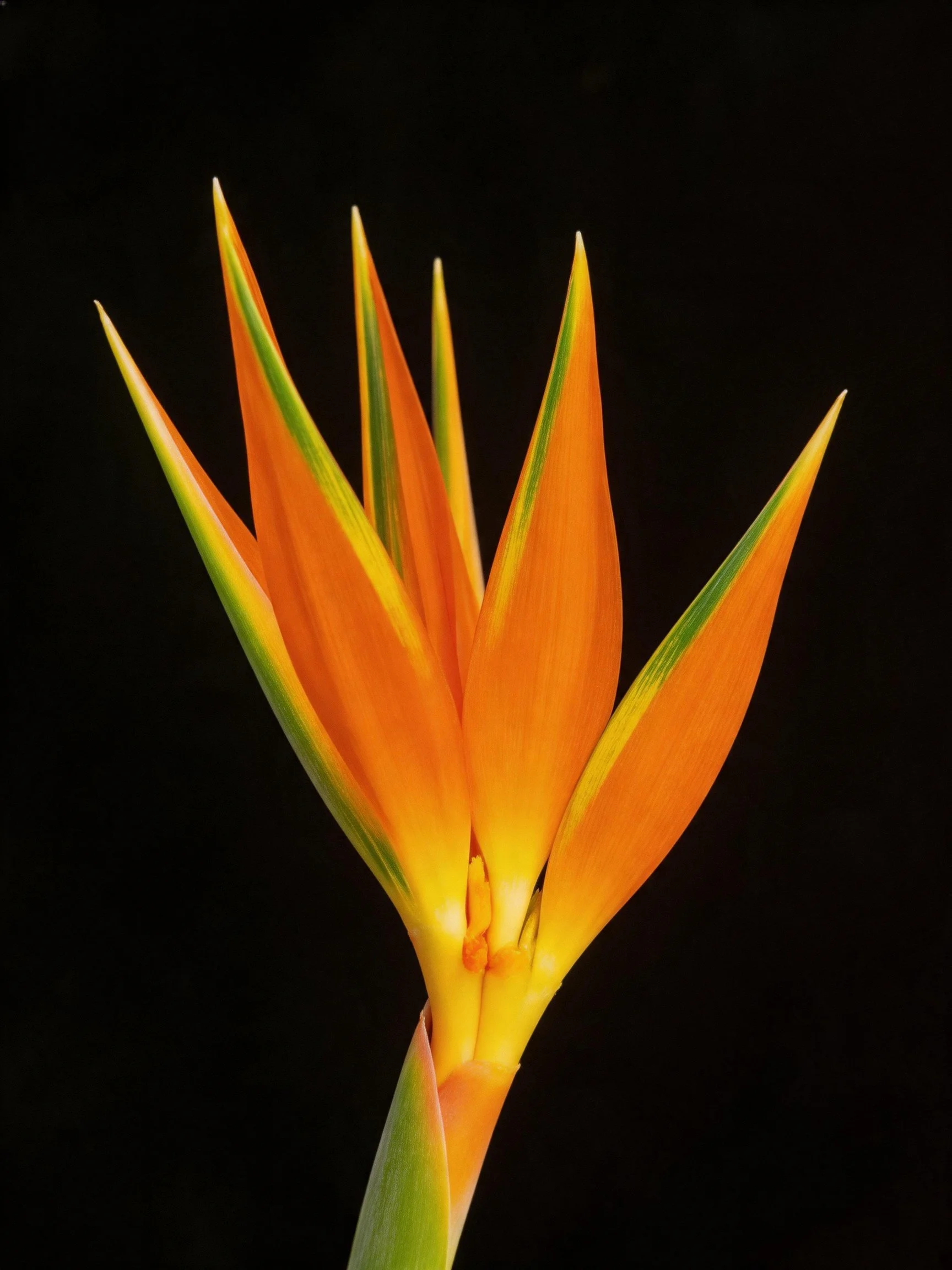 Vibrant orange bird of paradise flower with yellow-green petal accents
