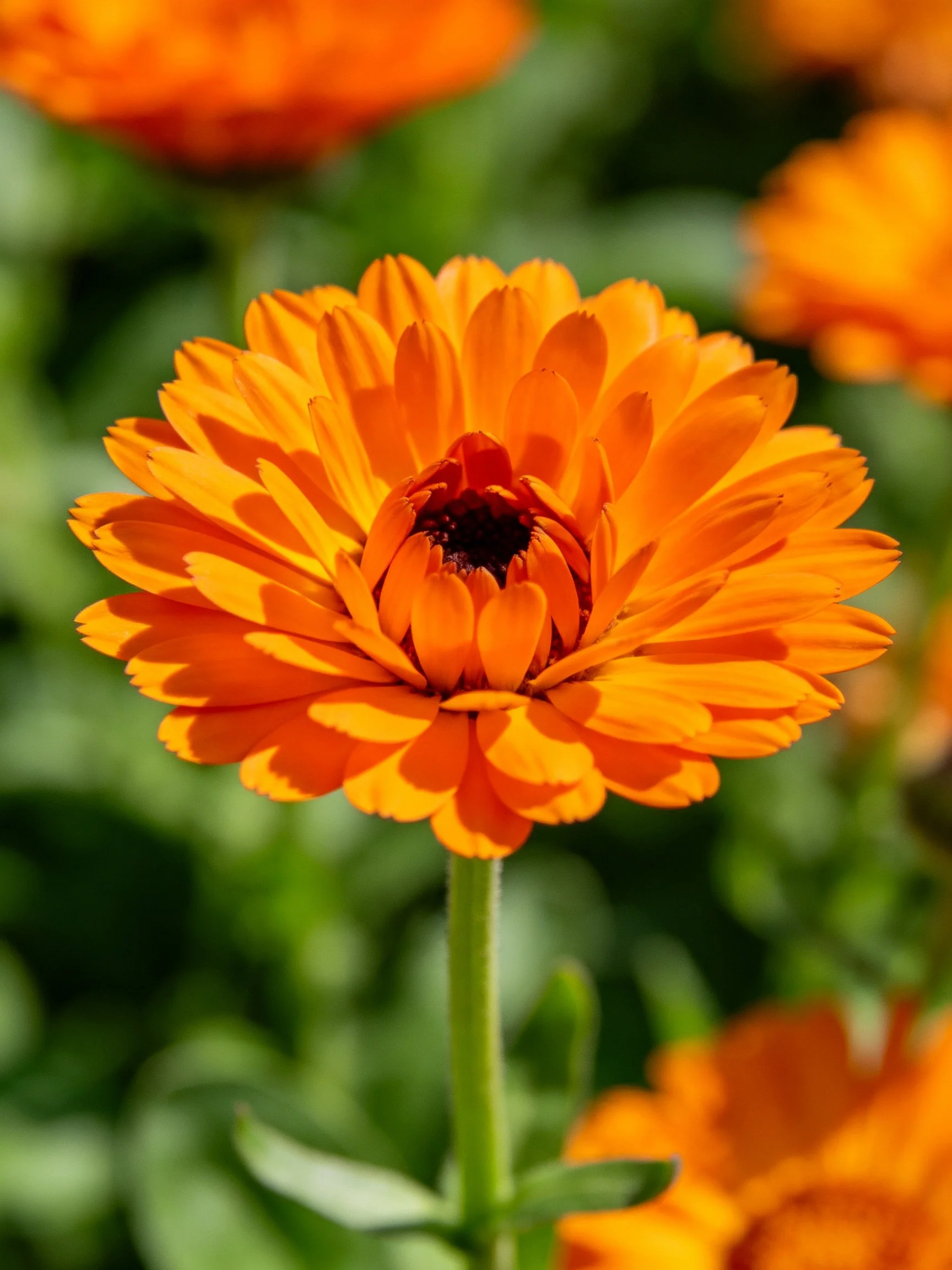 Vibrant orange calendula flower centered in sharp focus