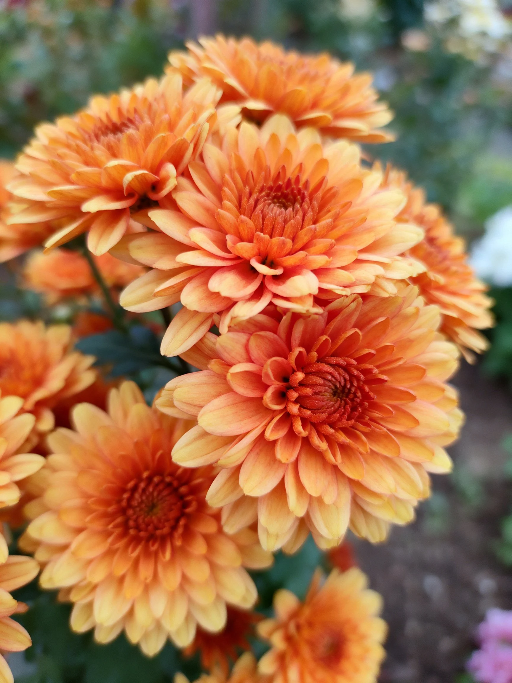 Vibrant orange chrysanthemums densely clustered in a garden