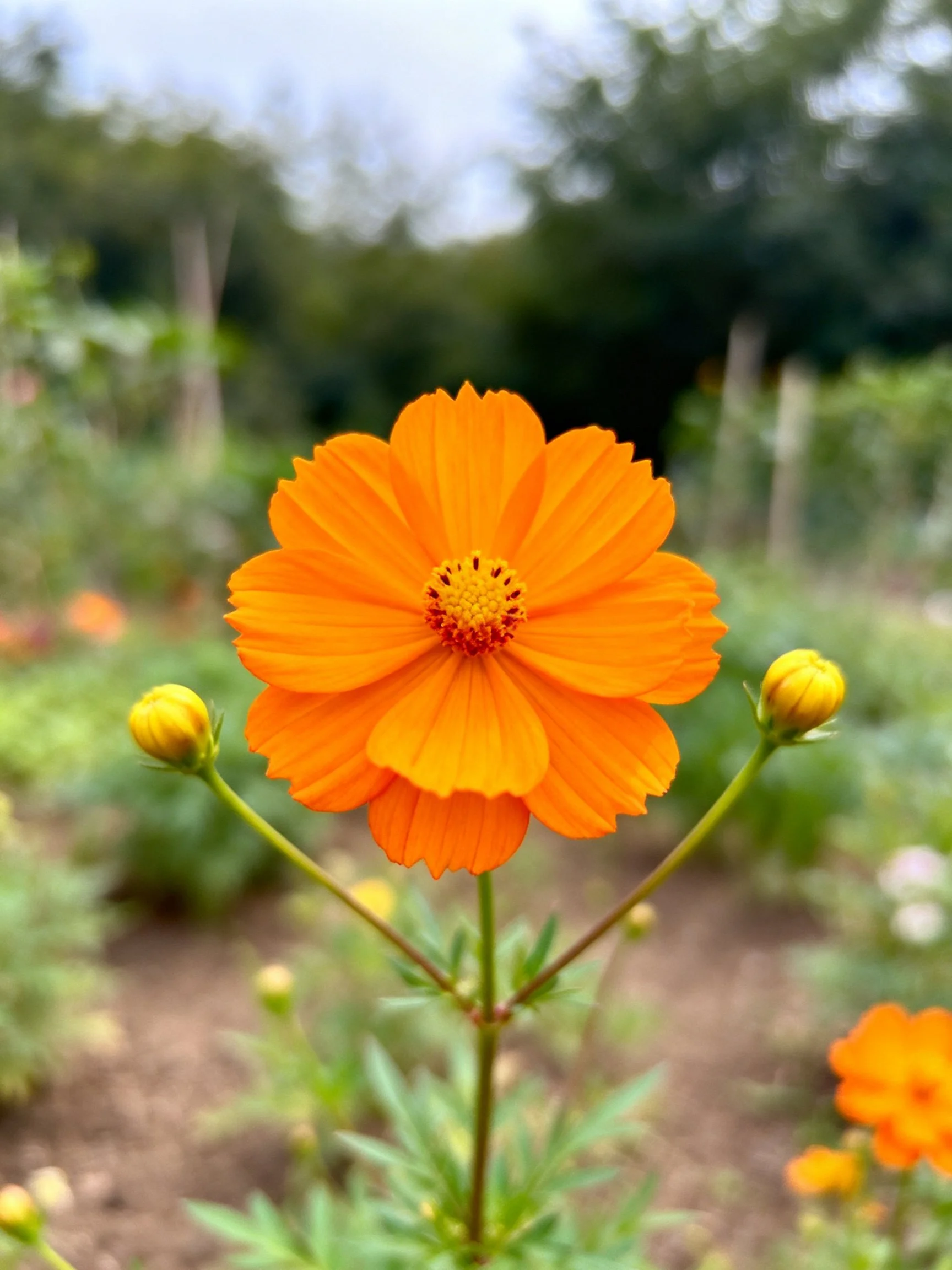 Vibrant orange cosmos flower with budding blooms in a garden