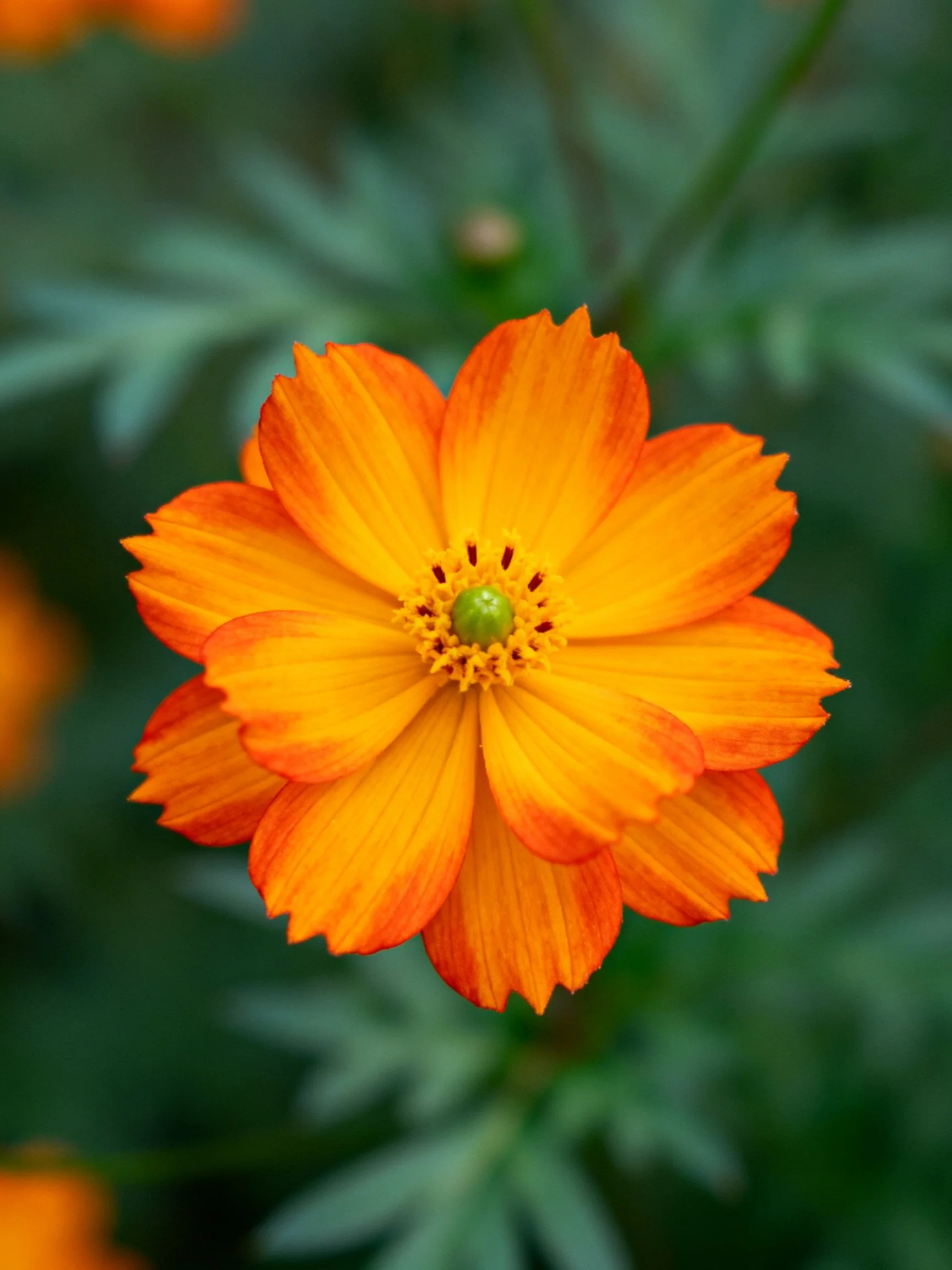 Vibrant orange cosmos flower with layered petals and green backdrop