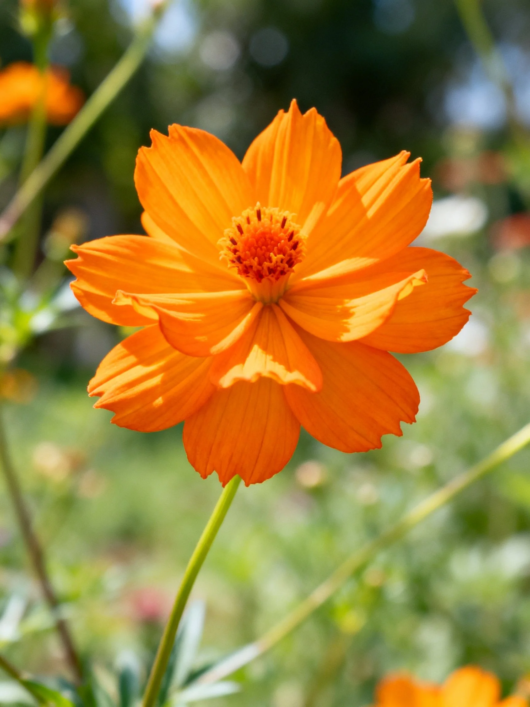 Vibrant orange cosmos flower with layered petals