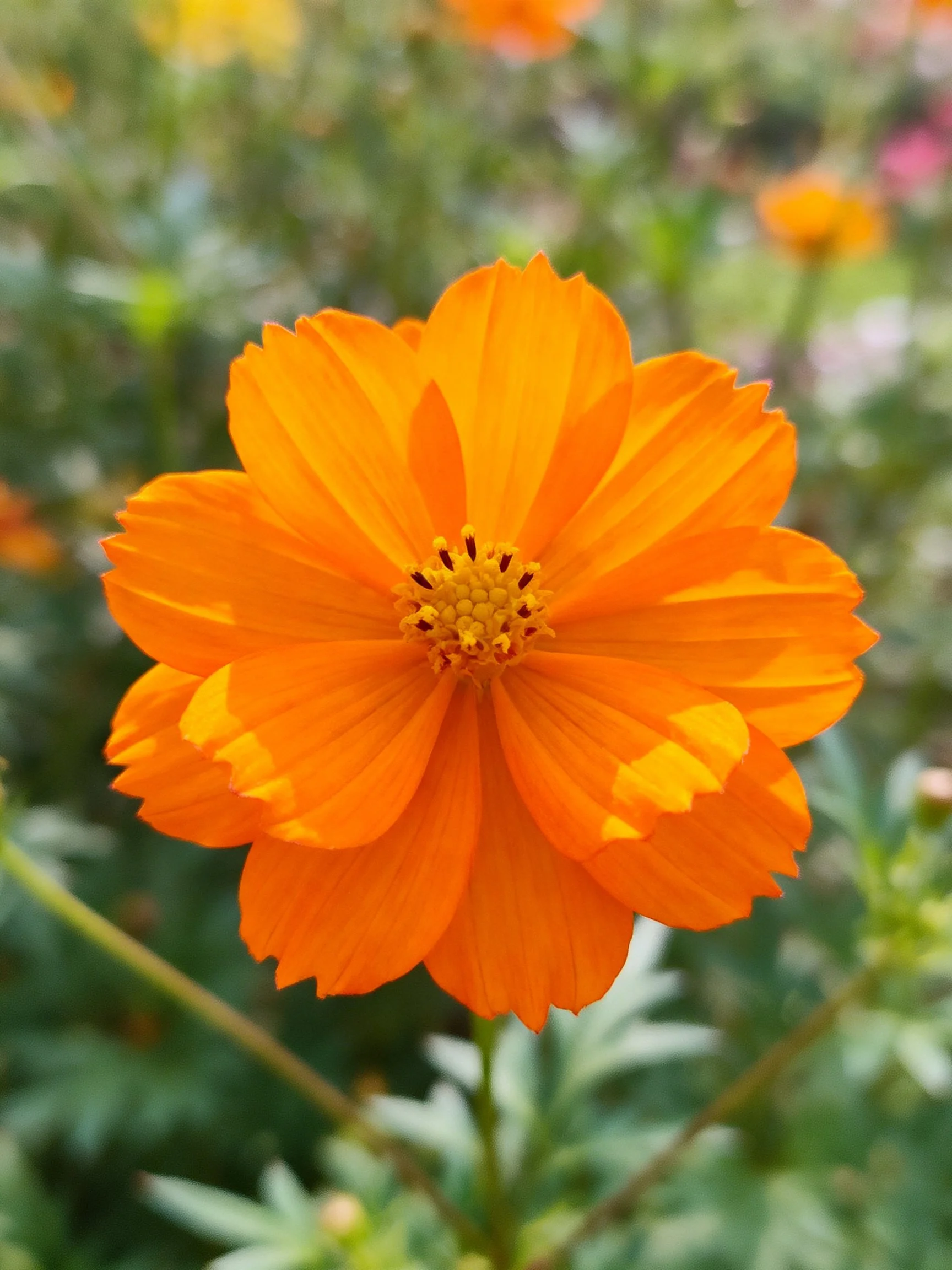 Vibrant orange cosmos flower with layered petals