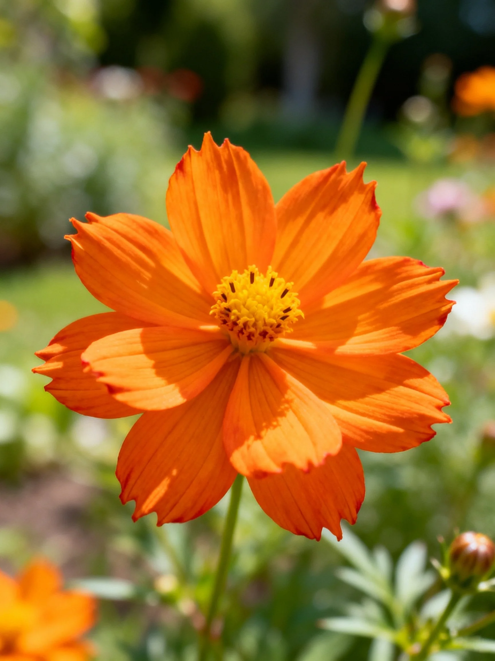 Vibrant orange cosmos flower with yellow center in sunlit garden