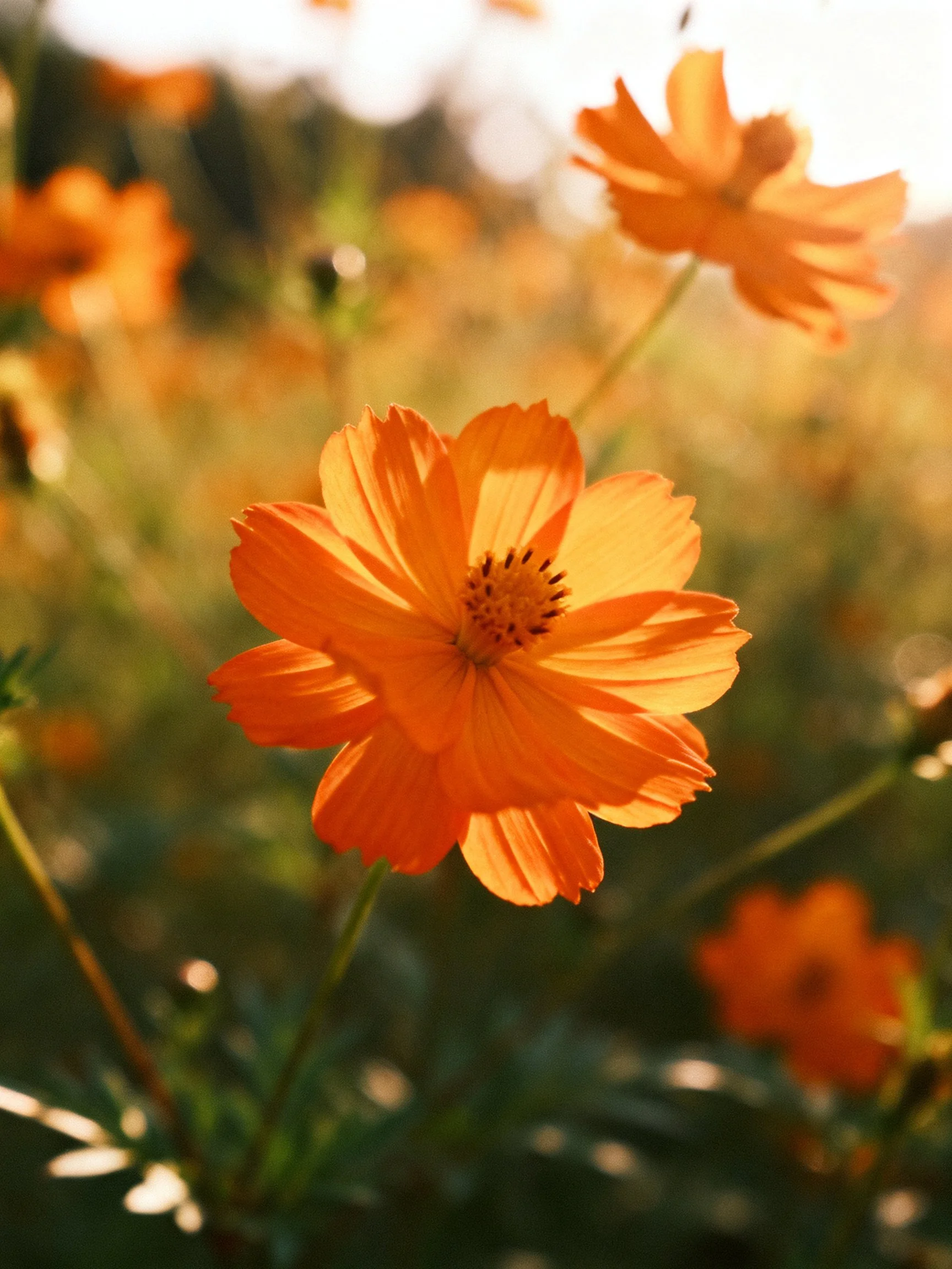 Vibrant orange cosmos flowers bloom in a sun-drenched meadow
