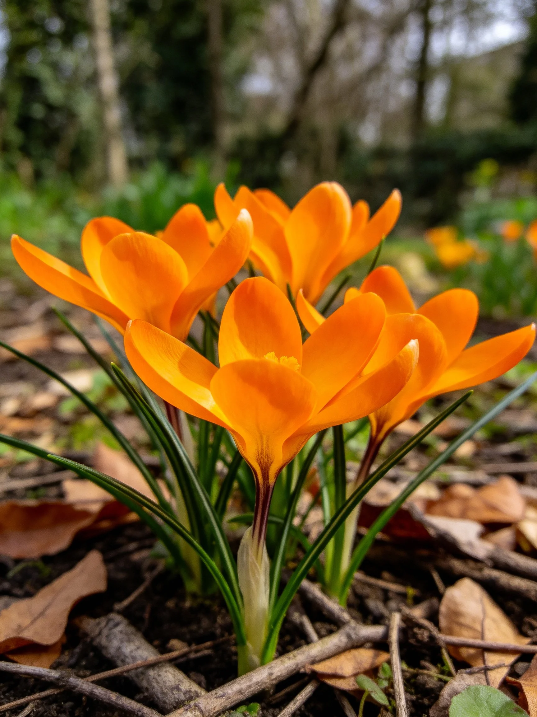 Vibrant orange crocuses bloom among fallen leaves and green stems