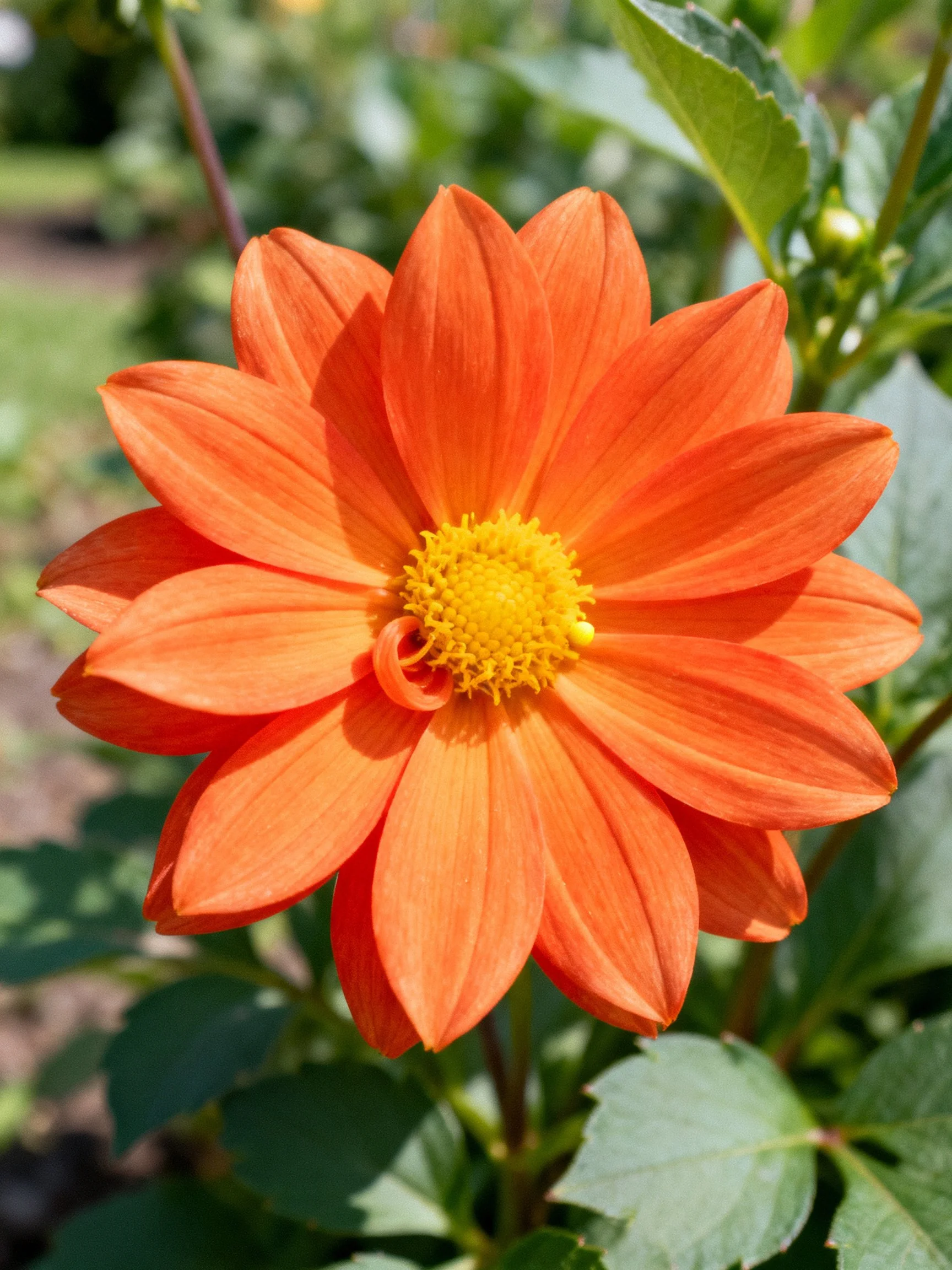 Vibrant orange dahlia with golden center amid green foliage