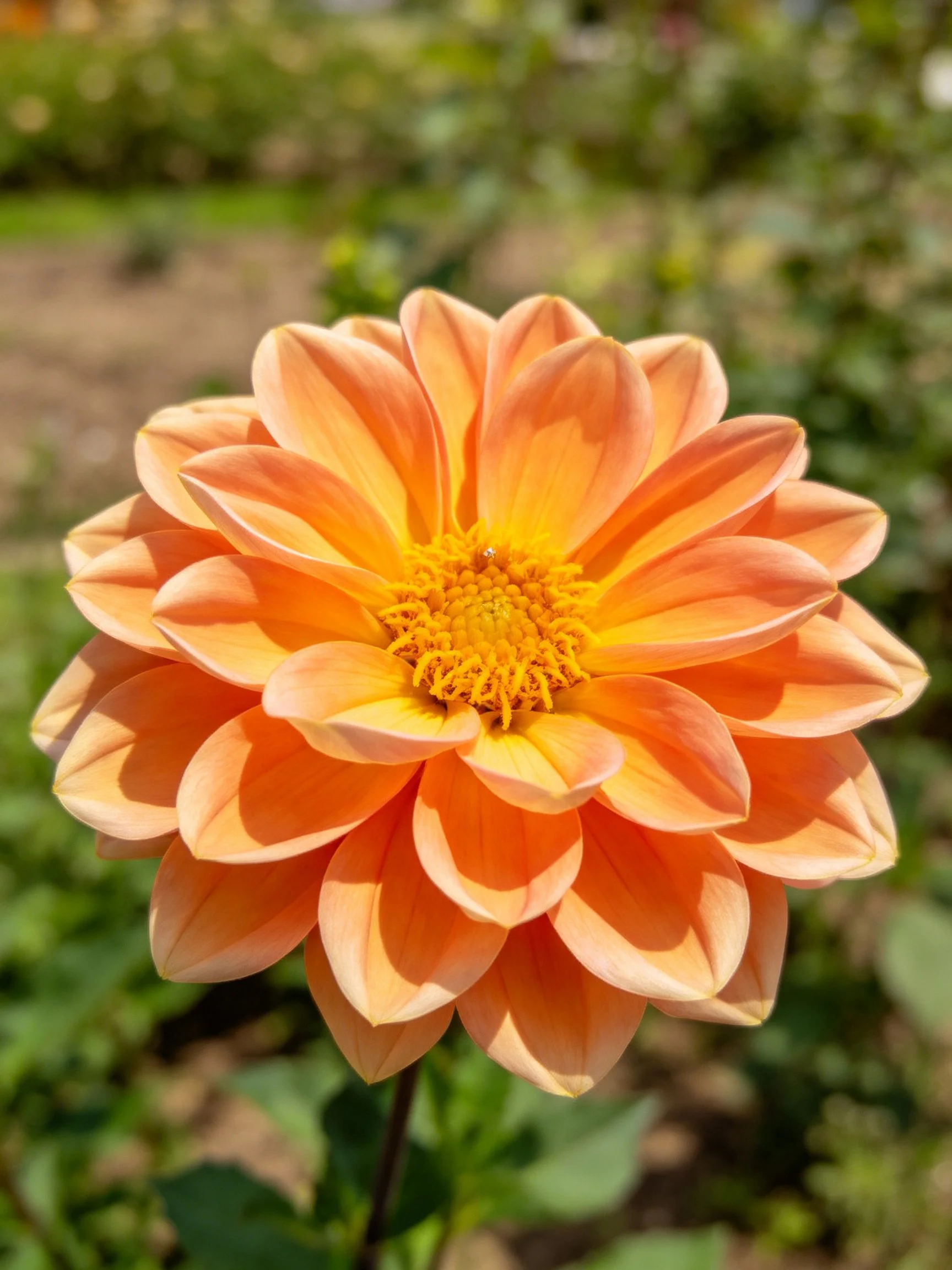 Vibrant orange dahlia with layered petals and yellow center