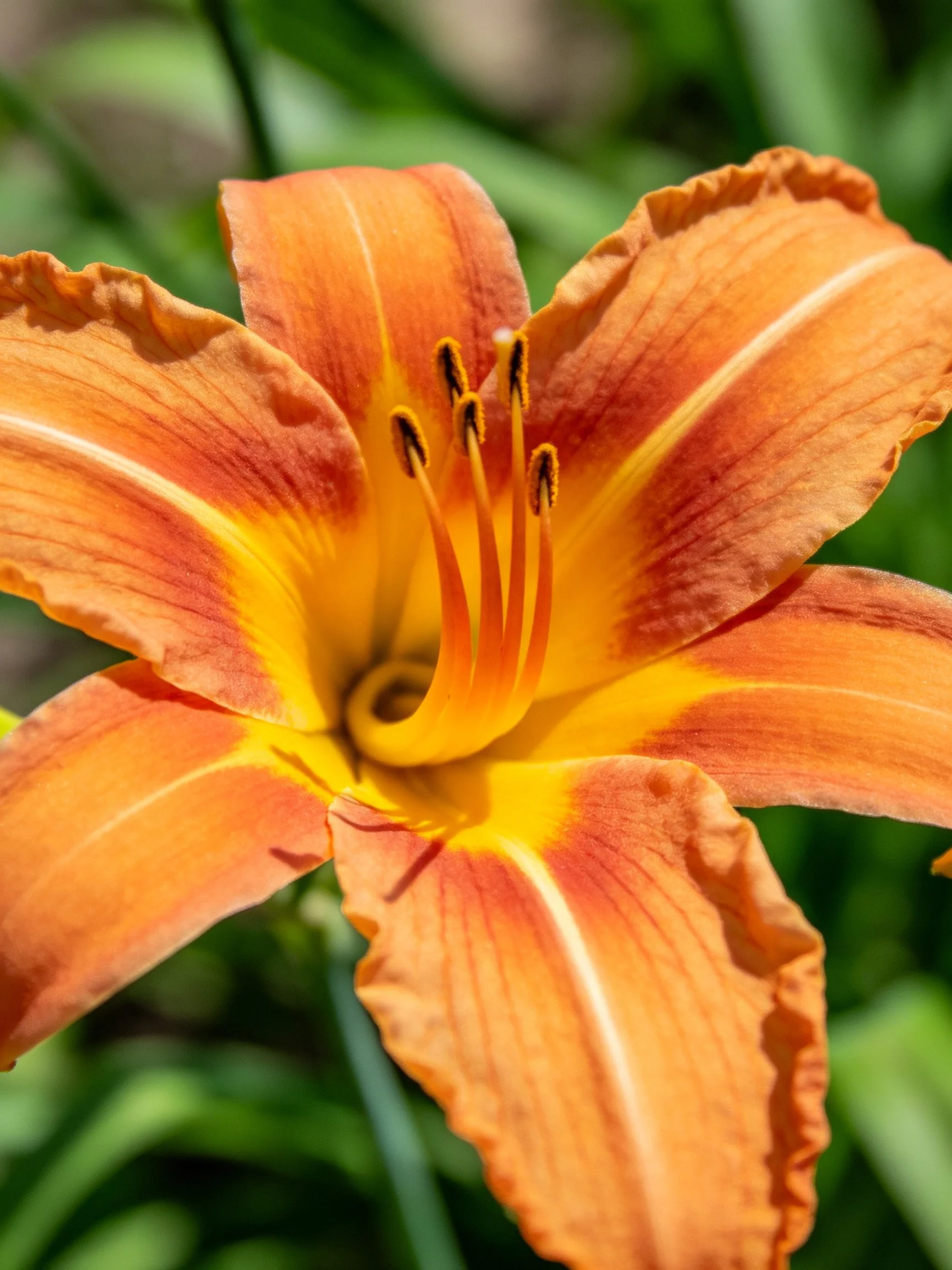 Vibrant orange daylily with bright yellow center and ruffled petals