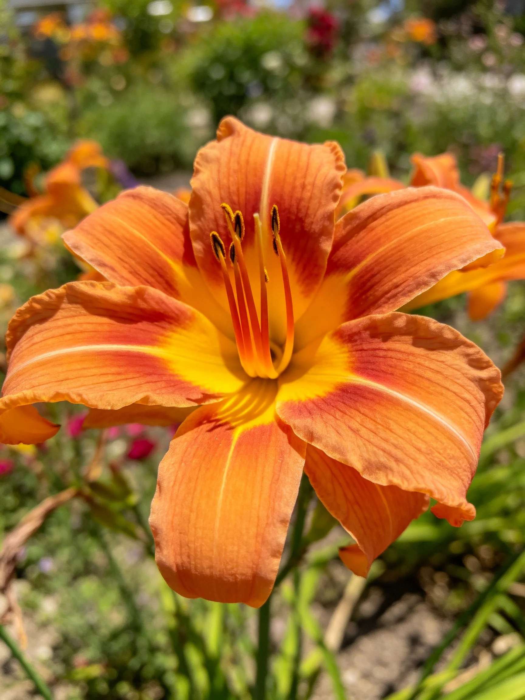 Vibrant orange daylily with bright yellow center