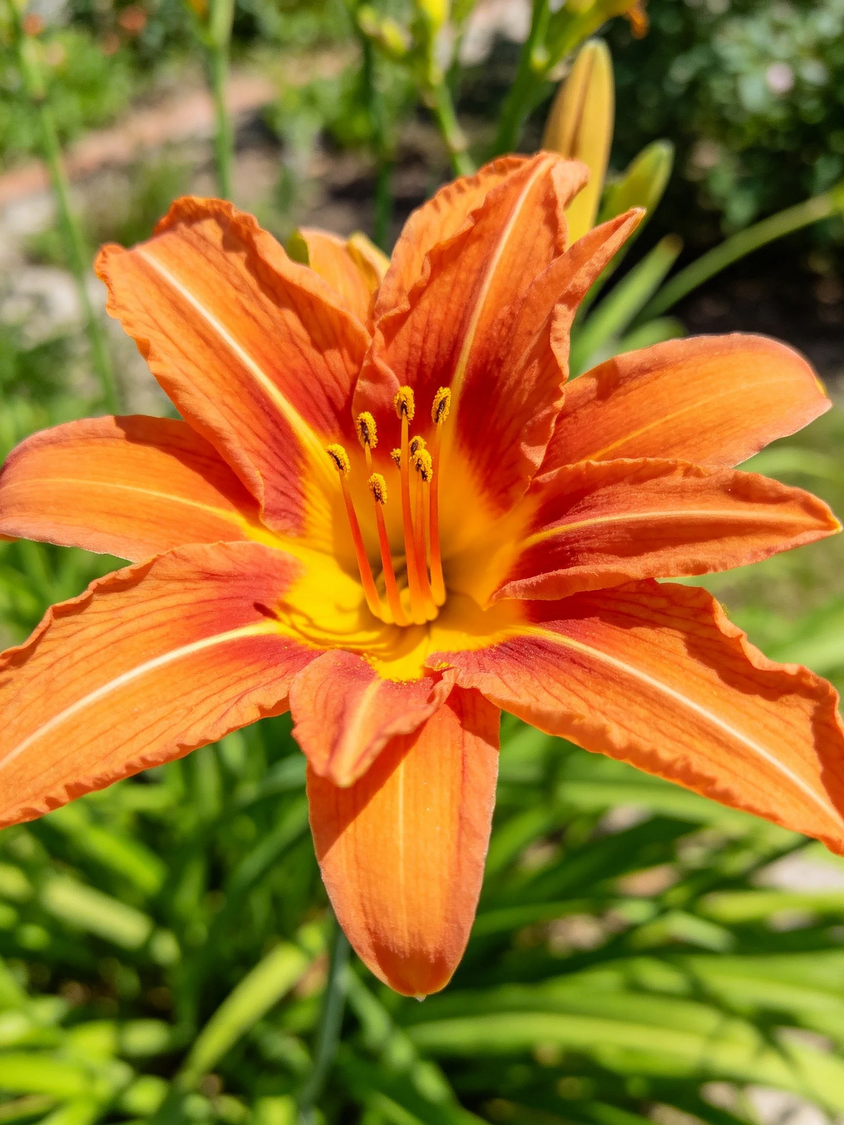 Vibrant orange daylily with yellow center and ruffled petals