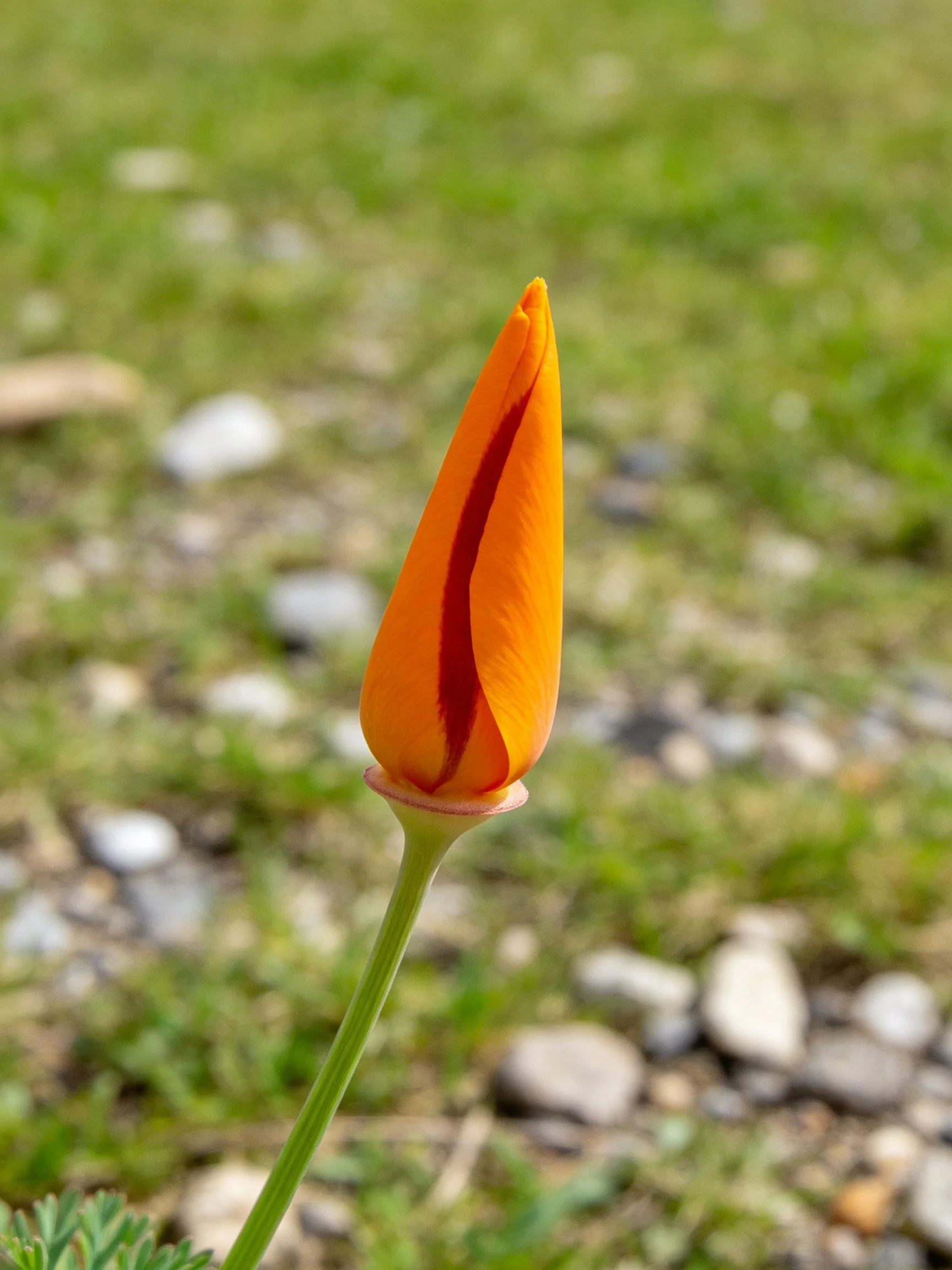 Vibrant orange flower bud with red stripe against blurred green landscape