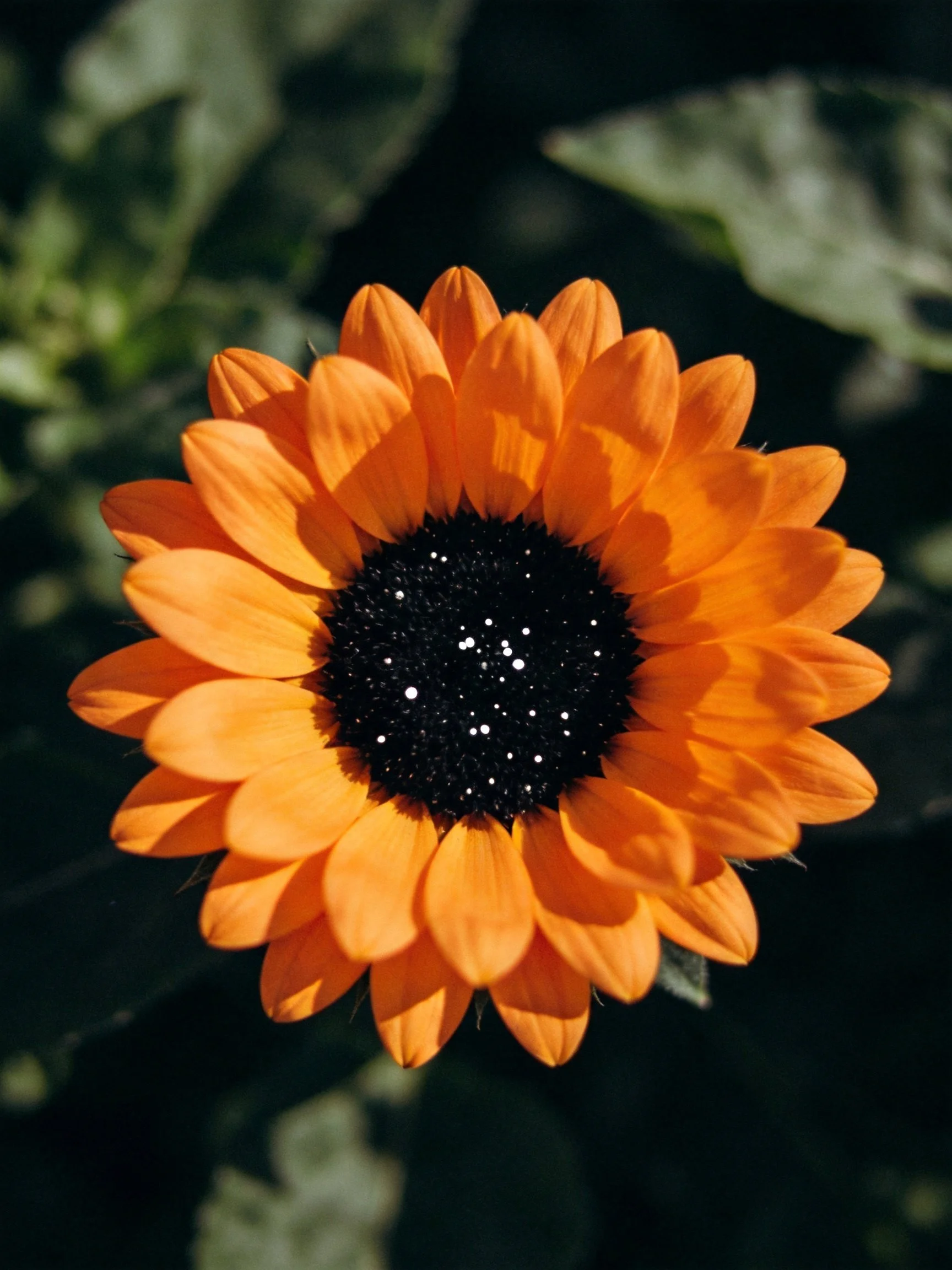 Vibrant orange flower with a dark central disk