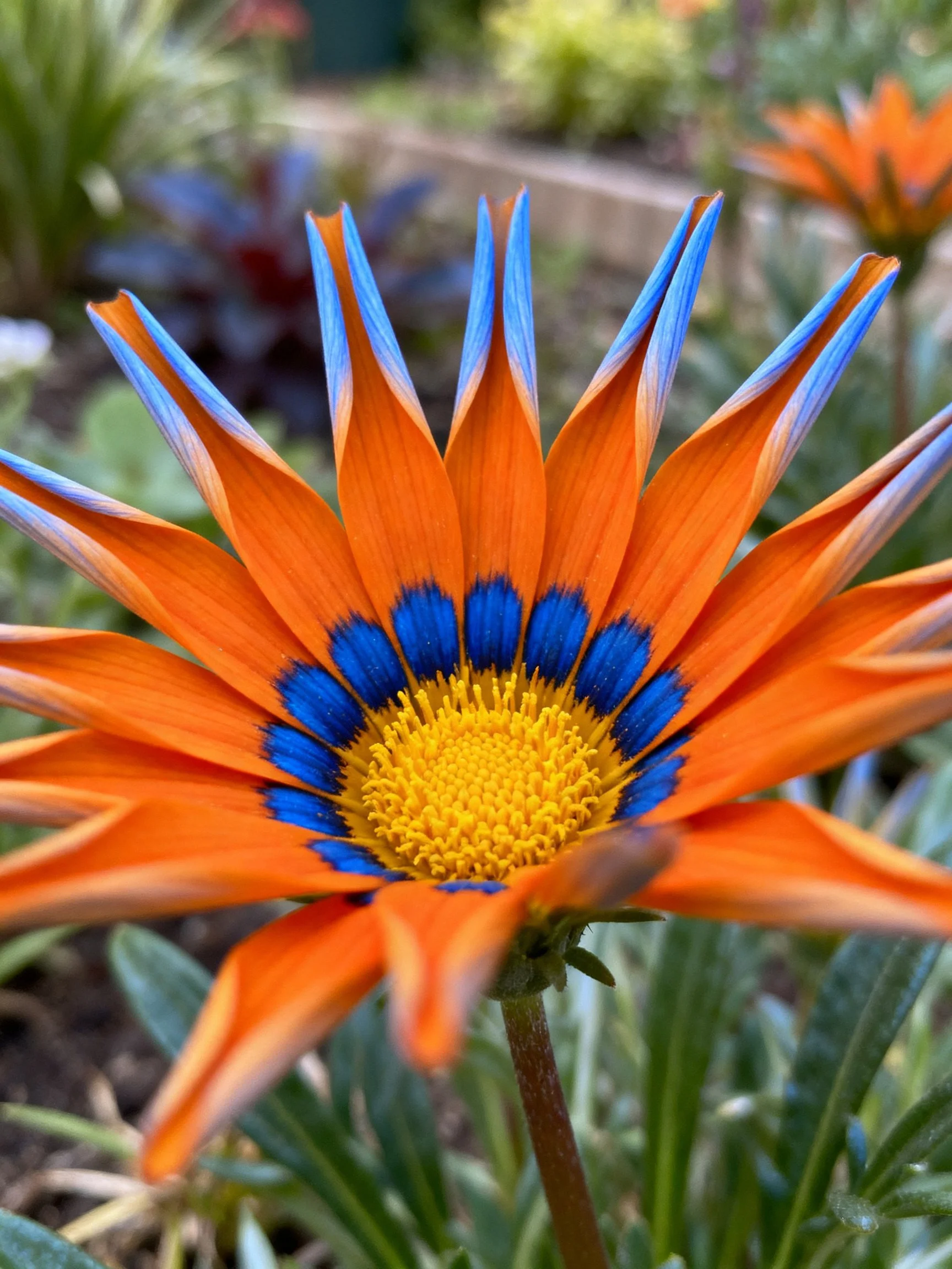 Vibrant orange flower with blue-tipped petals and yellow center