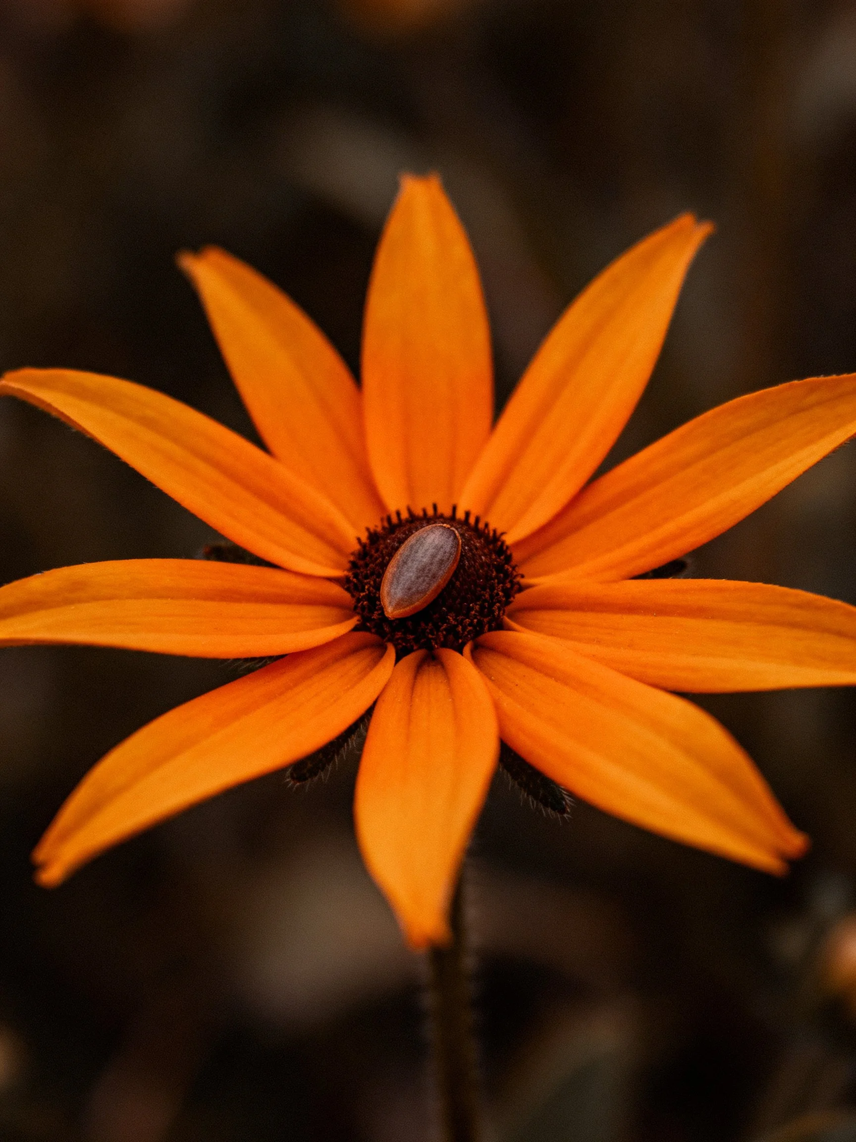 Vibrant orange flower with dark center and central insect